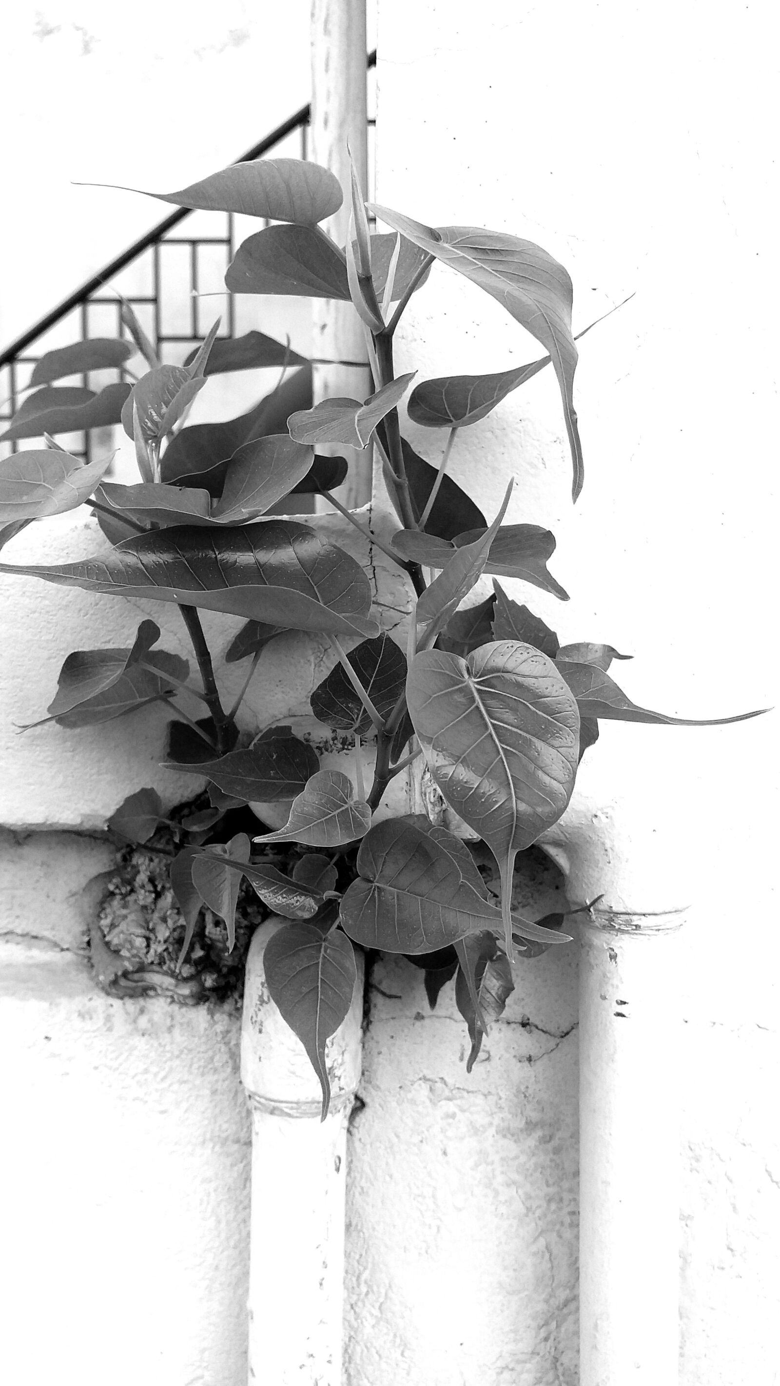 Samsung Galaxy J4+ sample photo. Black, aesthetics, aesthetic photography