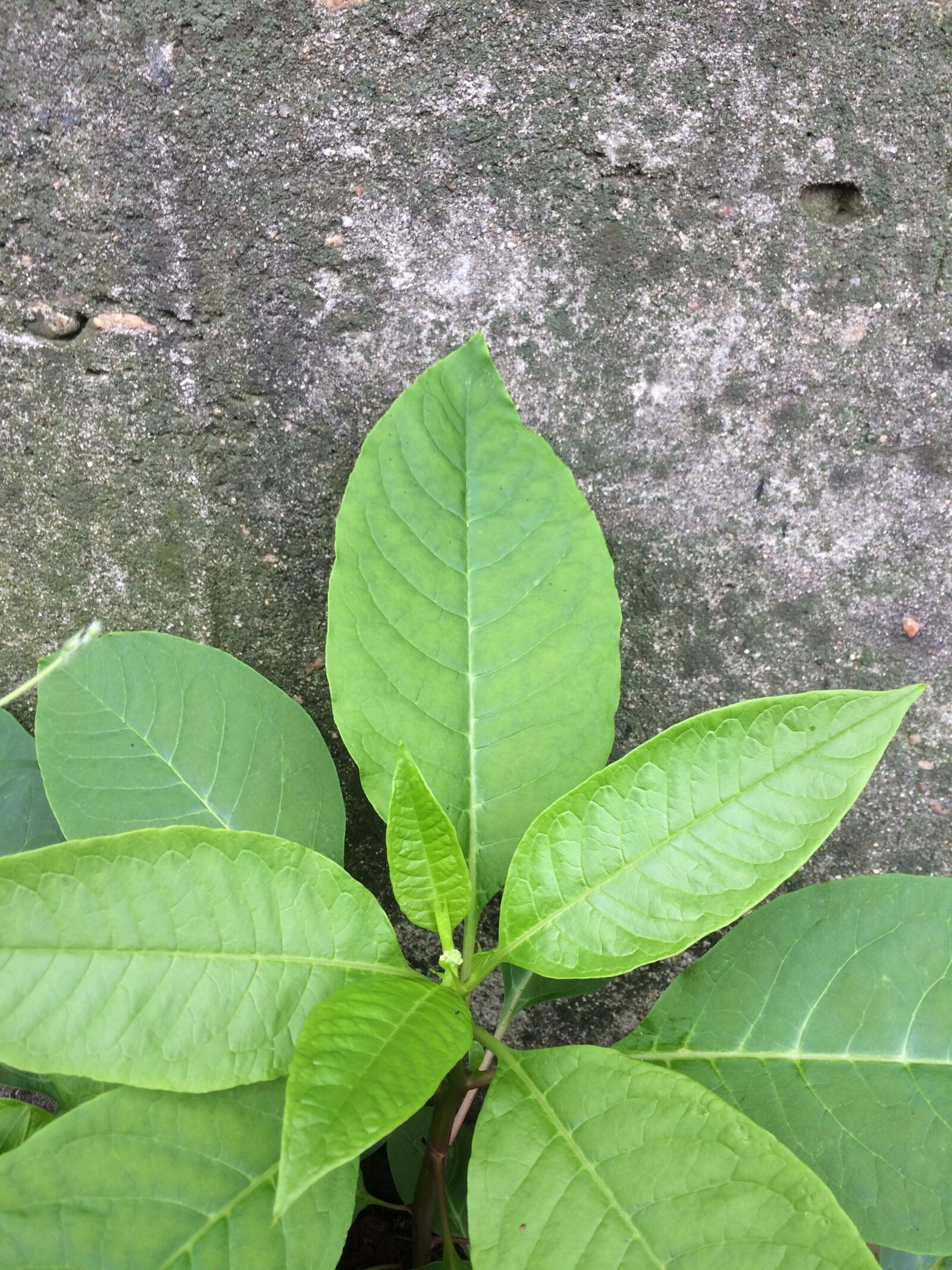iPhone 5s back camera 4.15mm f/2.2 sample photo. The leaves, wall, wild photography