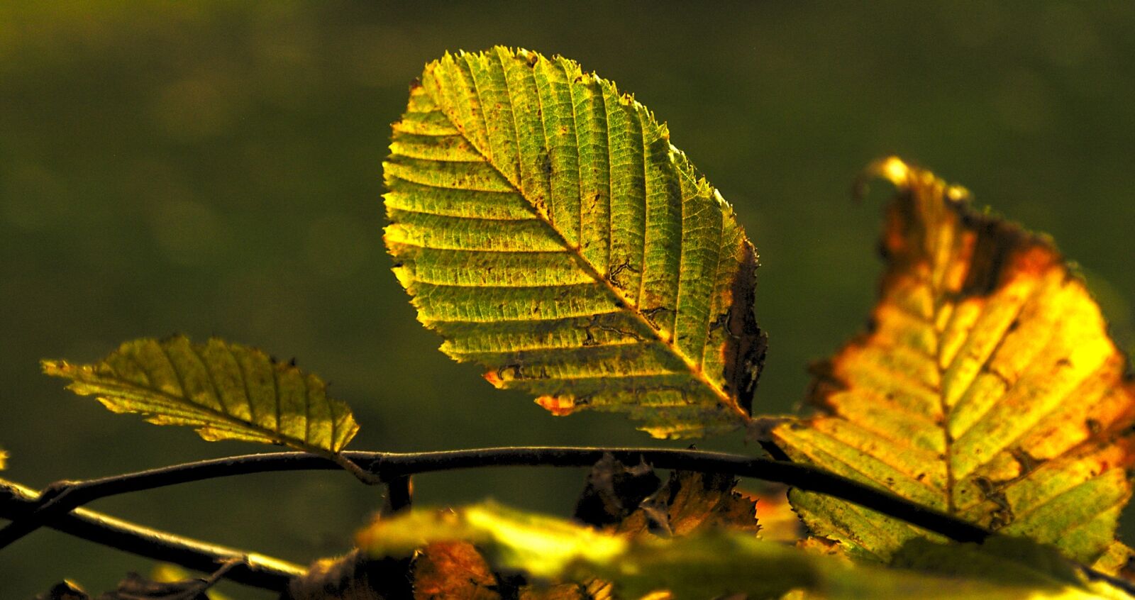 Samsung NX5 sample photo. Leaf, nature, plant photography