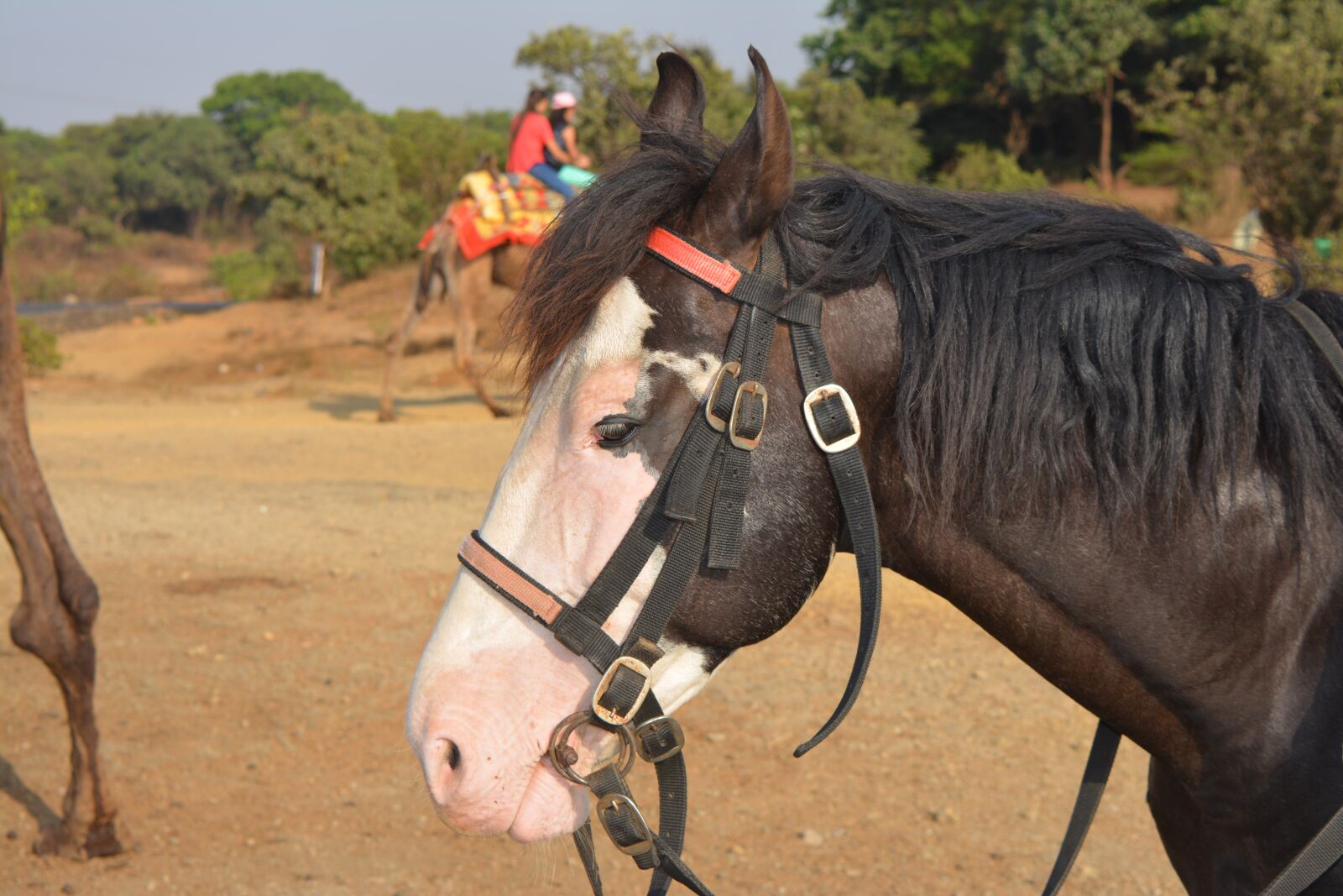 Nikon D5200 sample photo. Horse, animal, nature photography