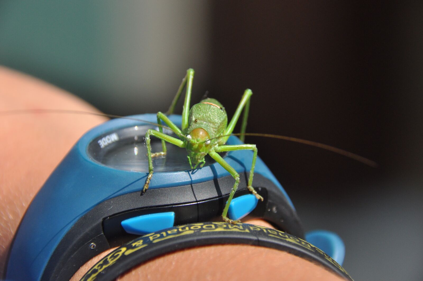Nikon D90 sample photo. Desert locust, watch, summer photography