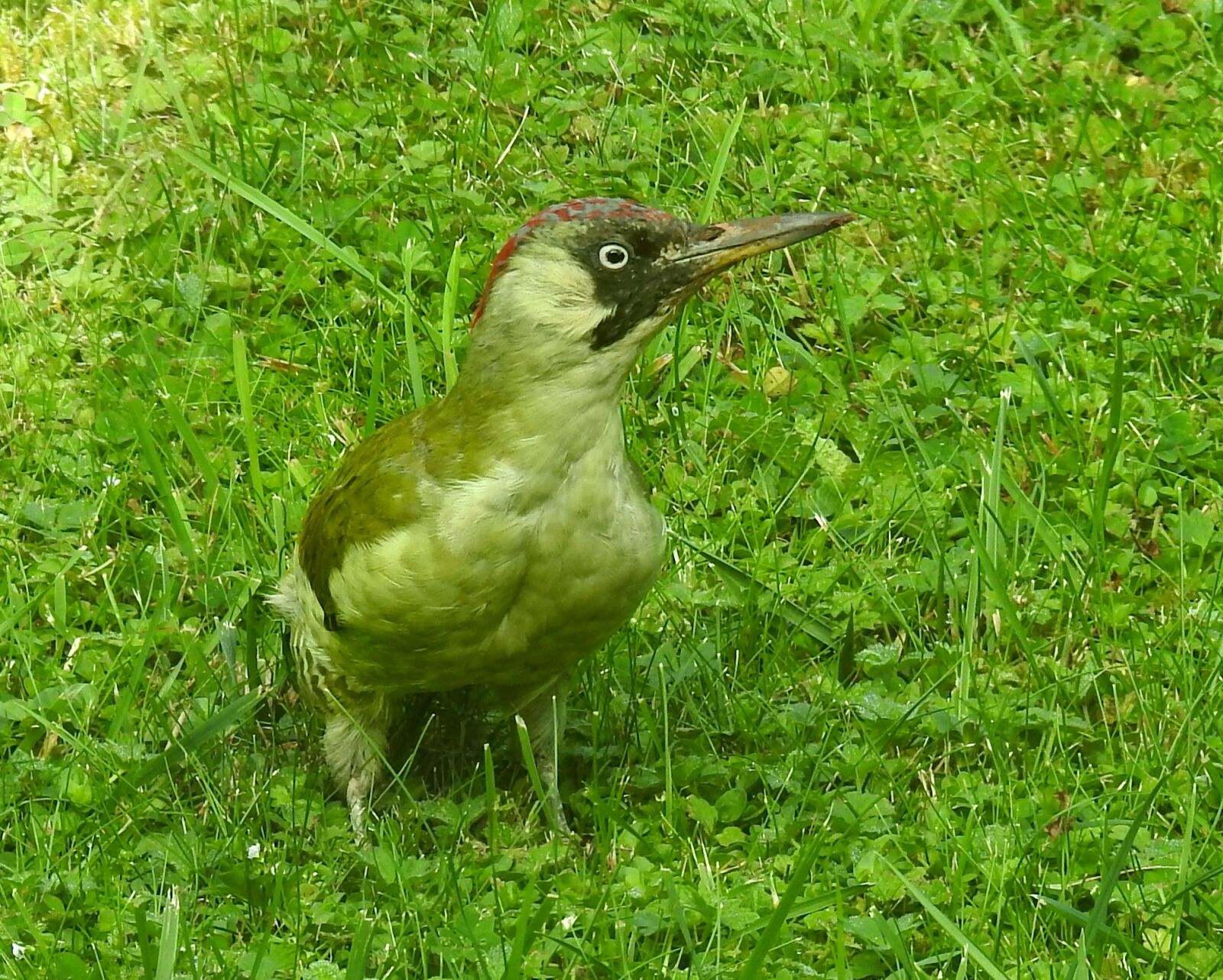 Nikon Coolpix P900 sample photo. Green woodpecker, woodpecker, bird photography