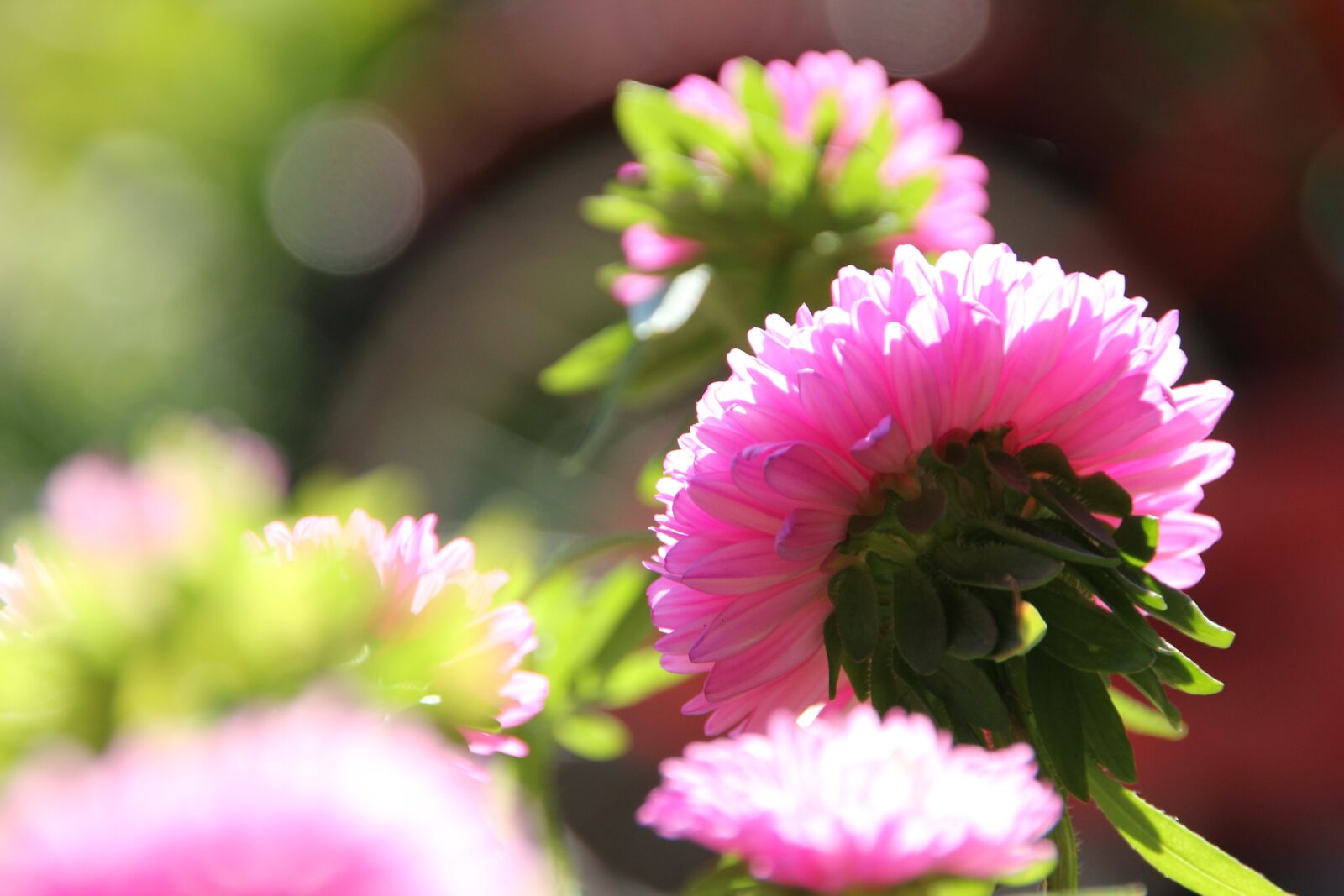Canon EOS 550D (EOS Rebel T2i / EOS Kiss X4) sample photo. Flower, pink flower, spring photography