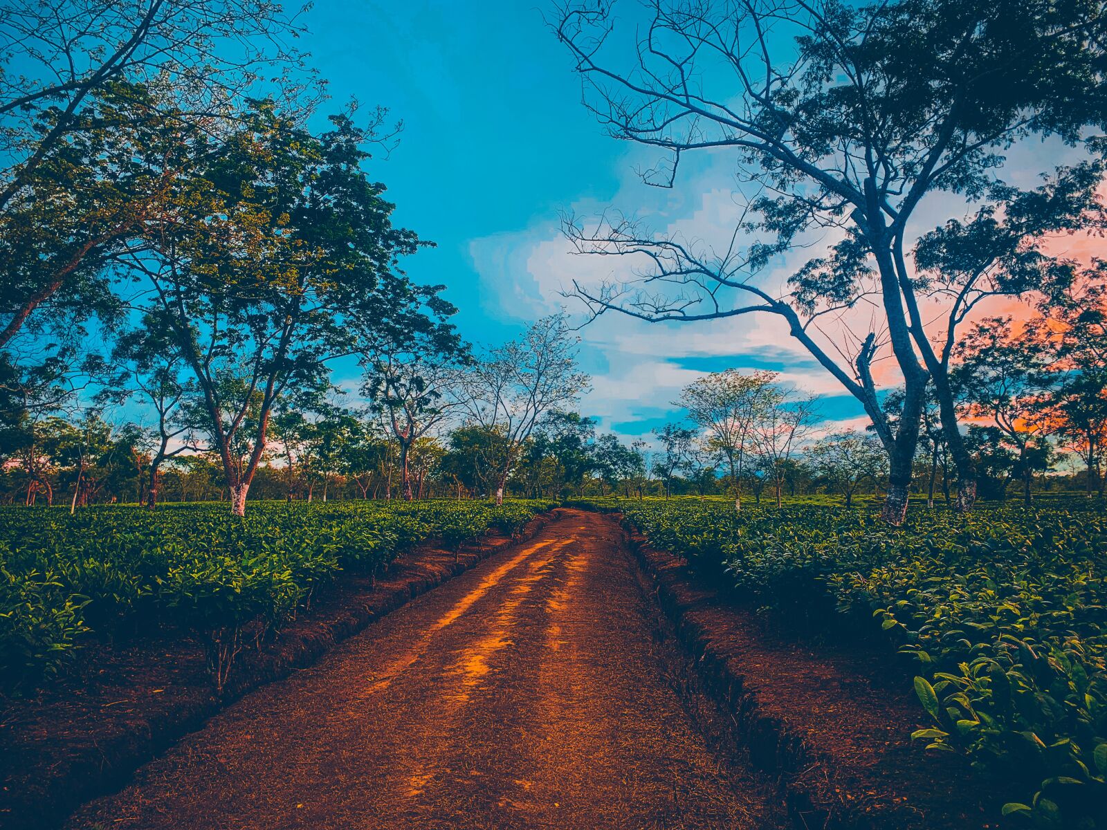 Apple iPhone XS Max sample photo. Tea garden, aasam, indian photography