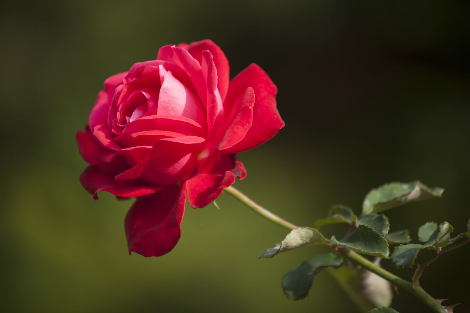 Canon EOS 5D Mark II + Canon EF 70-200mm F4L IS USM sample photo. Flower, rose, love photography