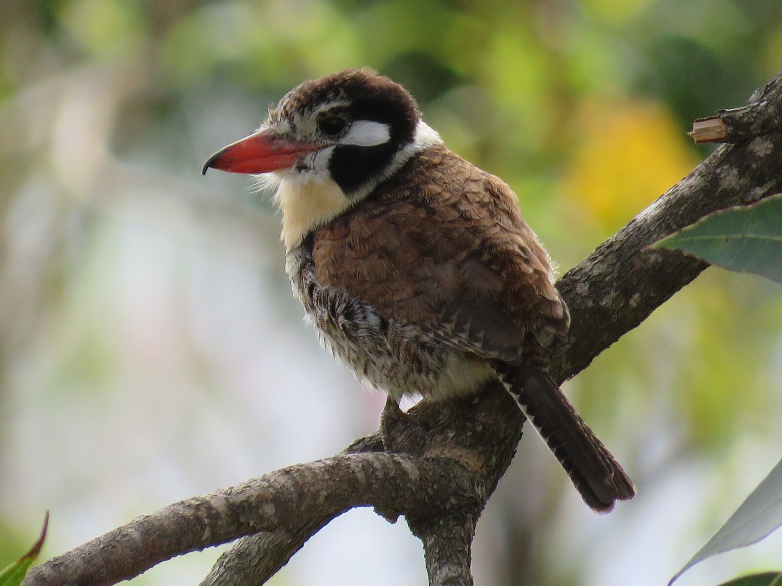 Canon PowerShot SX60 HS sample photo. Bird, nature, brazil photography