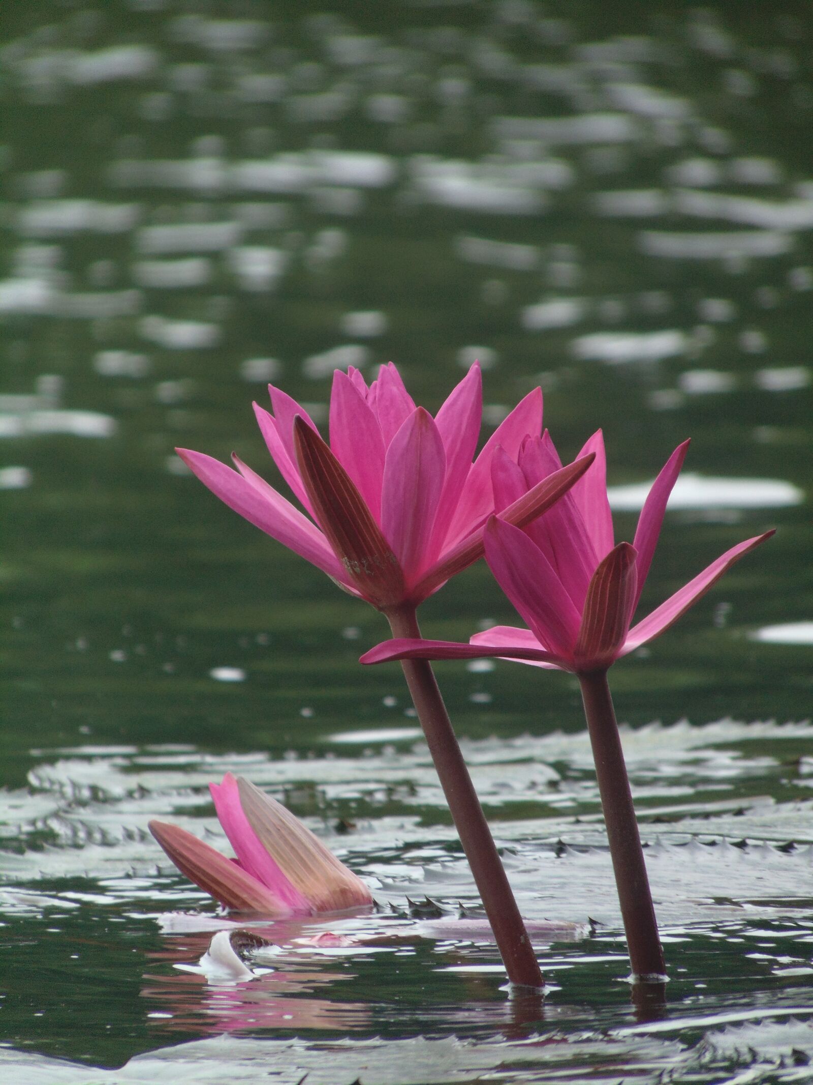 Sony Cyber-shot DSC-H300 sample photo. Lily, natural, nice photography