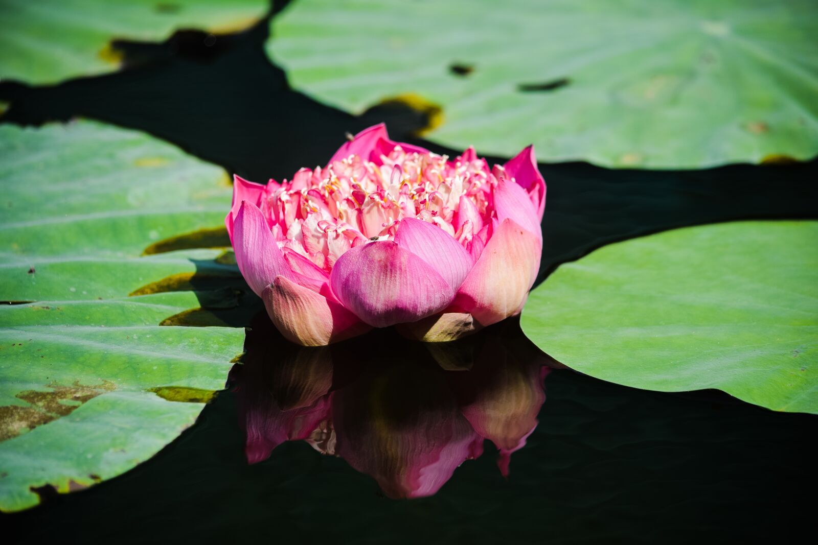 Nikon D3300 sample photo. Pink lotus, shower sample photography