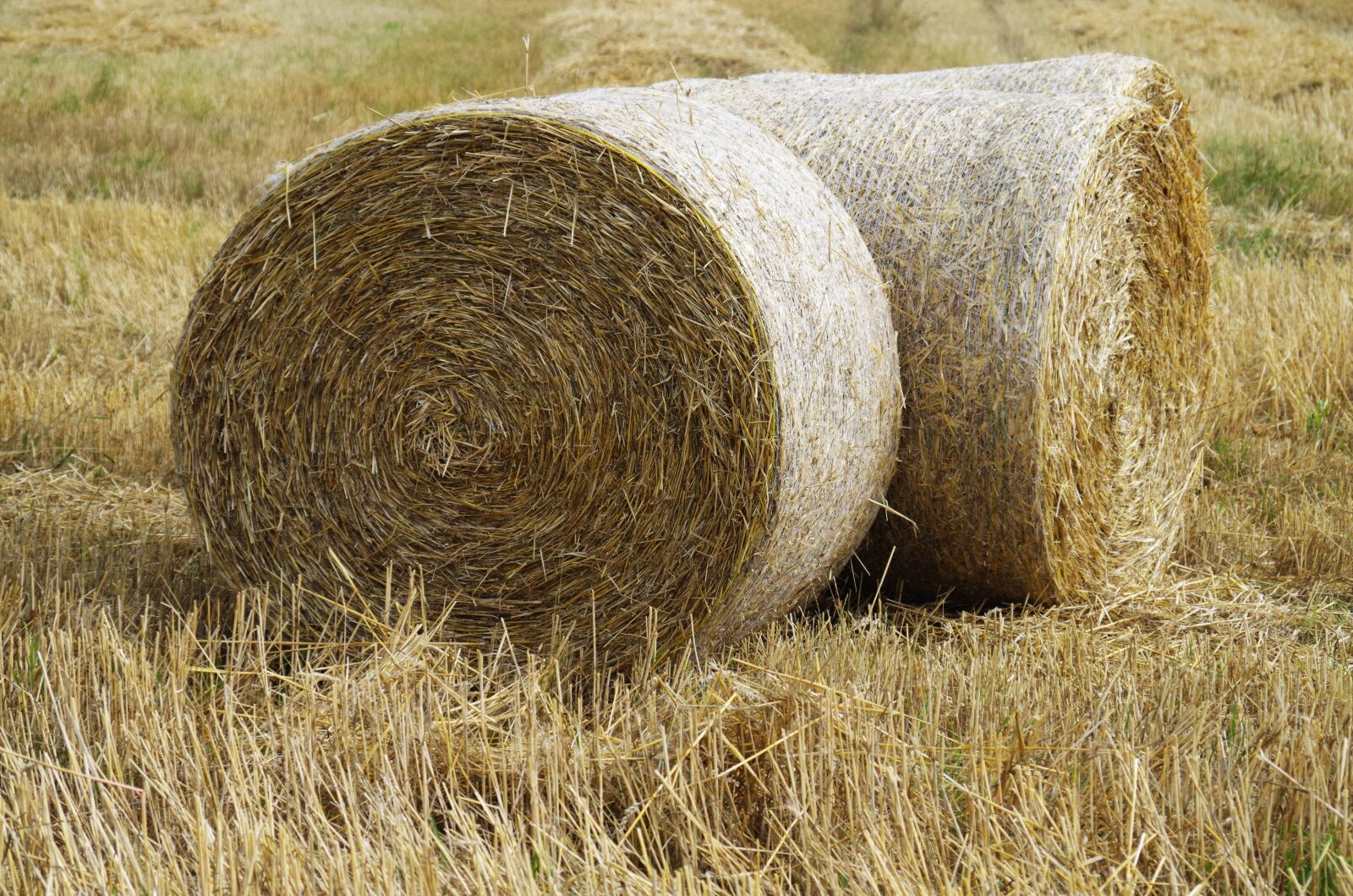 Pentax K-500 sample photo. Hay, straw, disc photography