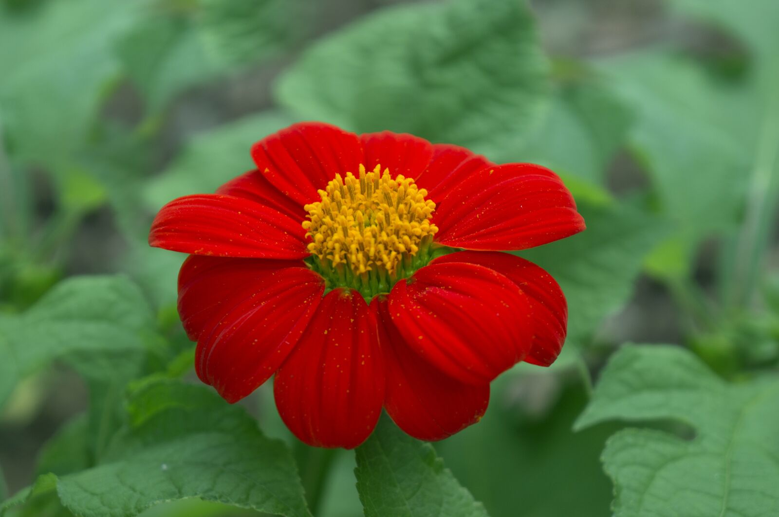 Sony Alpha NEX-F3 + Sony E 18-55mm F3.5-5.6 OSS sample photo. Flower asteraceae, red, tansy photography