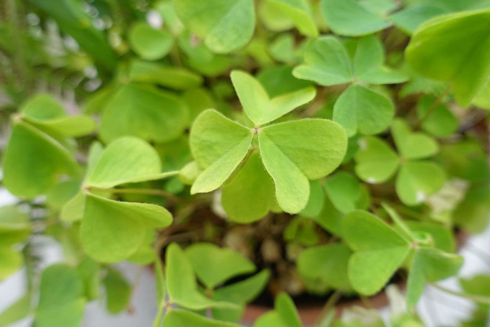 Sony Cyber-shot DSC-RX100 III sample photo. Wood sorrel, european wood-sorrel photography