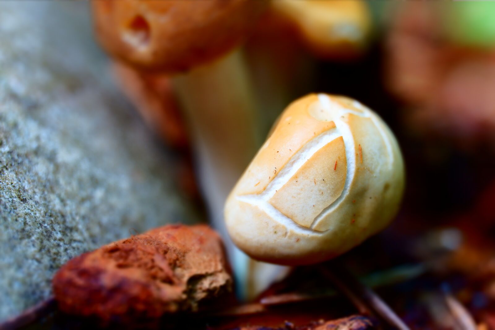 Fujifilm X-A3 sample photo. Shrooms, mushrooms, fungus photography