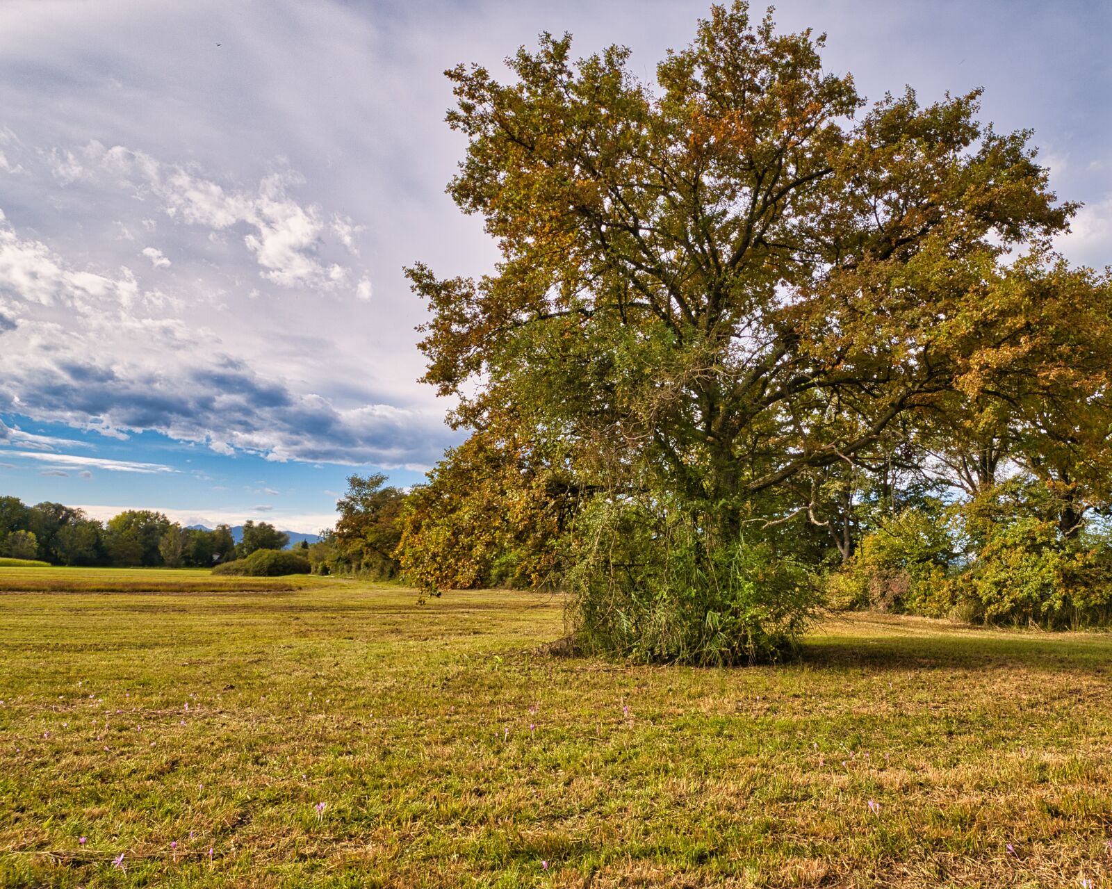 Nikon D7500 sample photo. Autumn, trees, shrubs photography