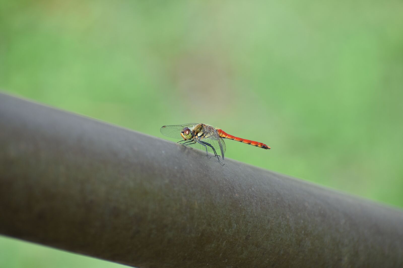 Nikon D7200 sample photo. Natural, landscape, insect photography
