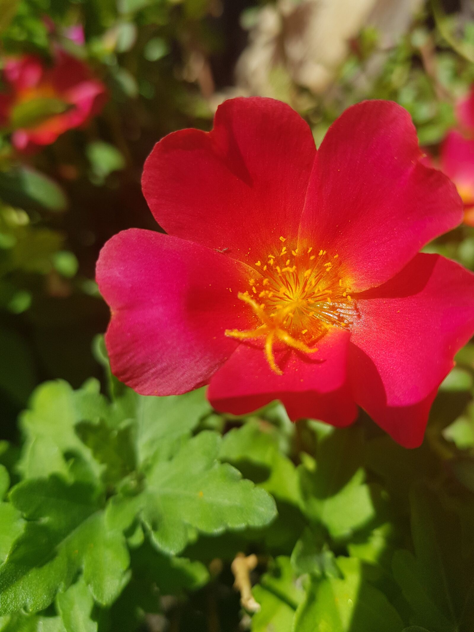 Samsung Galaxy S8+ sample photo. Flower, spring, colorful photography