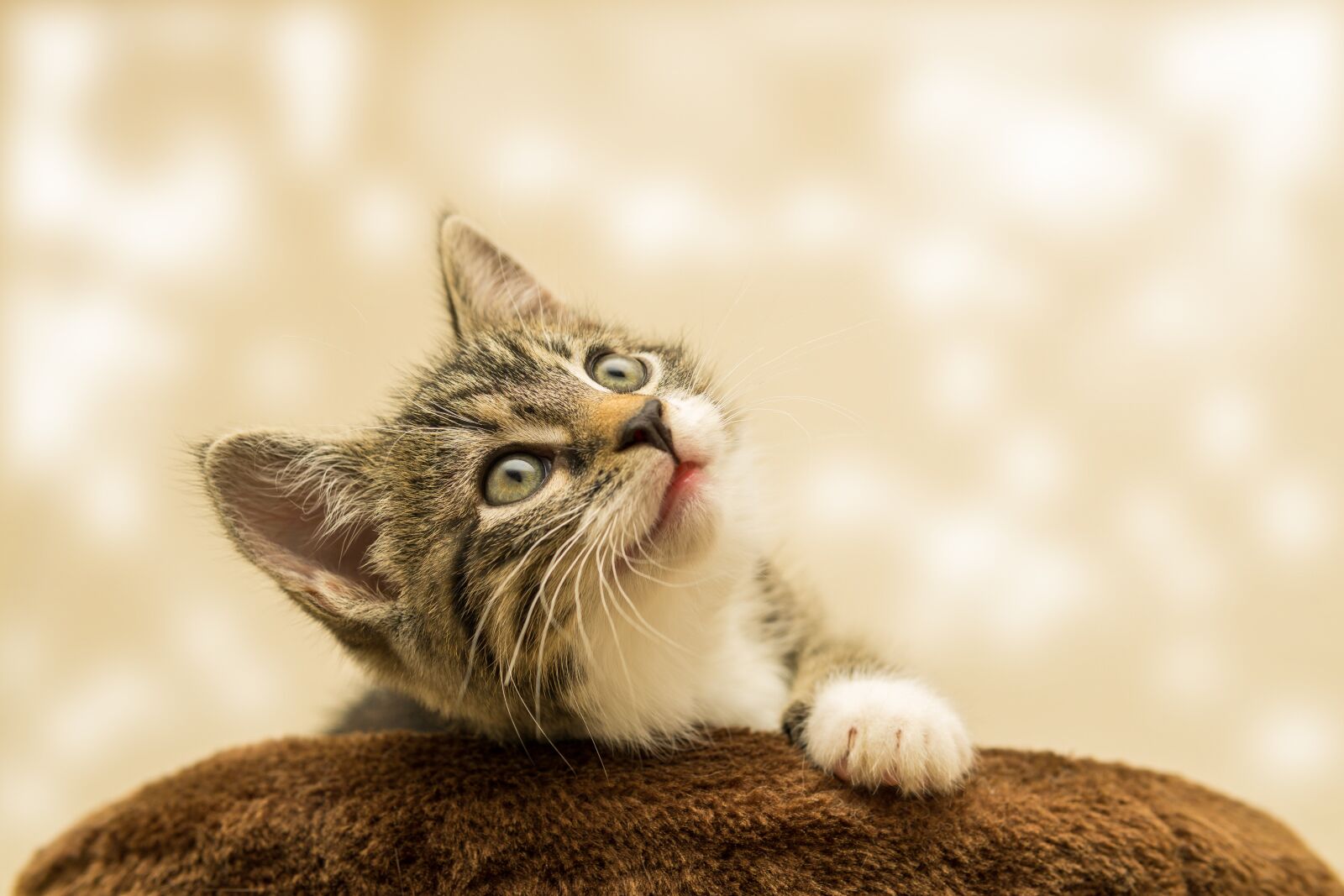 30mm F1.4 DC DN | Contemporary 016 sample photo. Cat, small, kitten photography