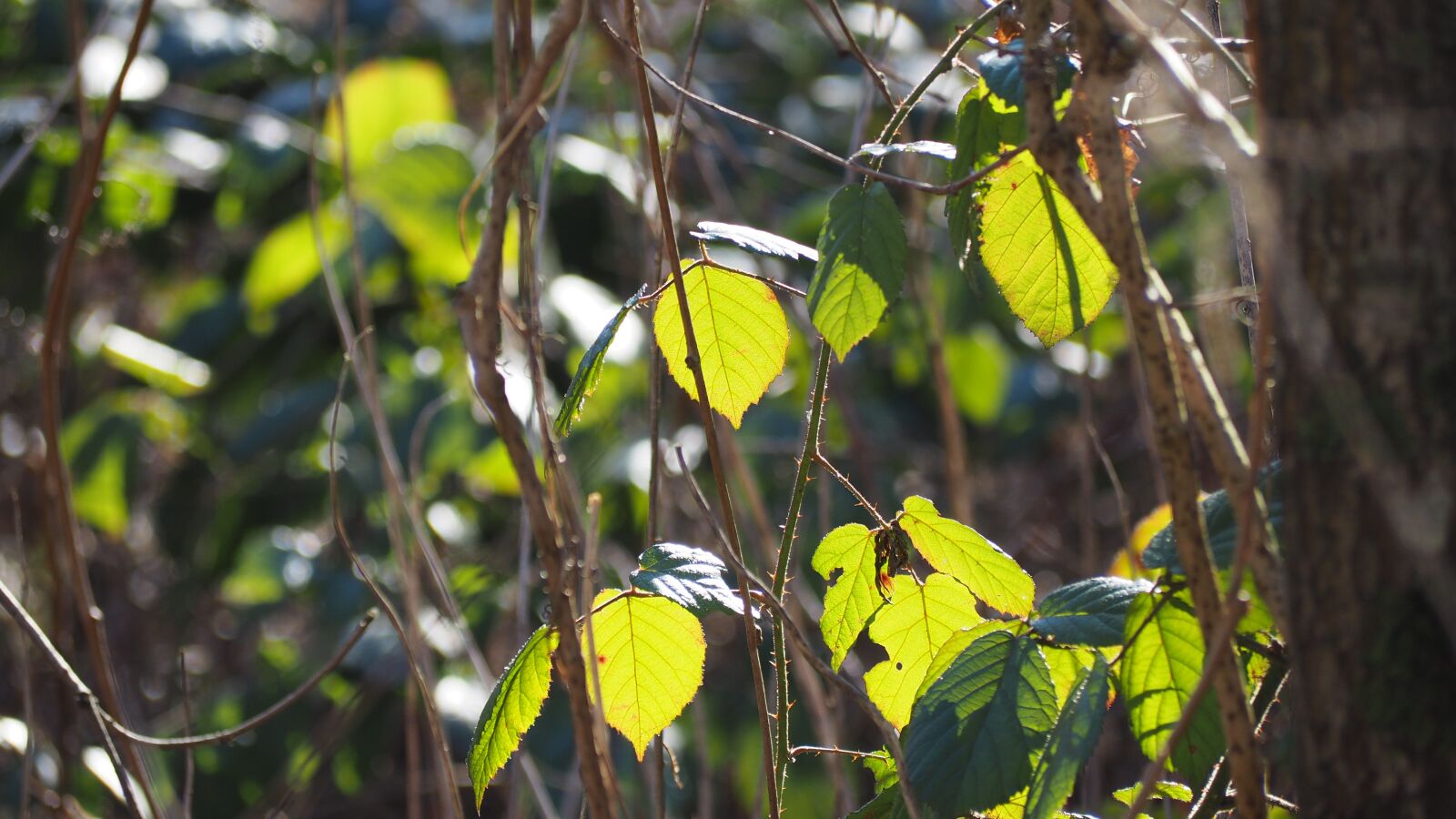 Olympus OM-D E-M10 sample photo. Beech, leaves, leaf photography