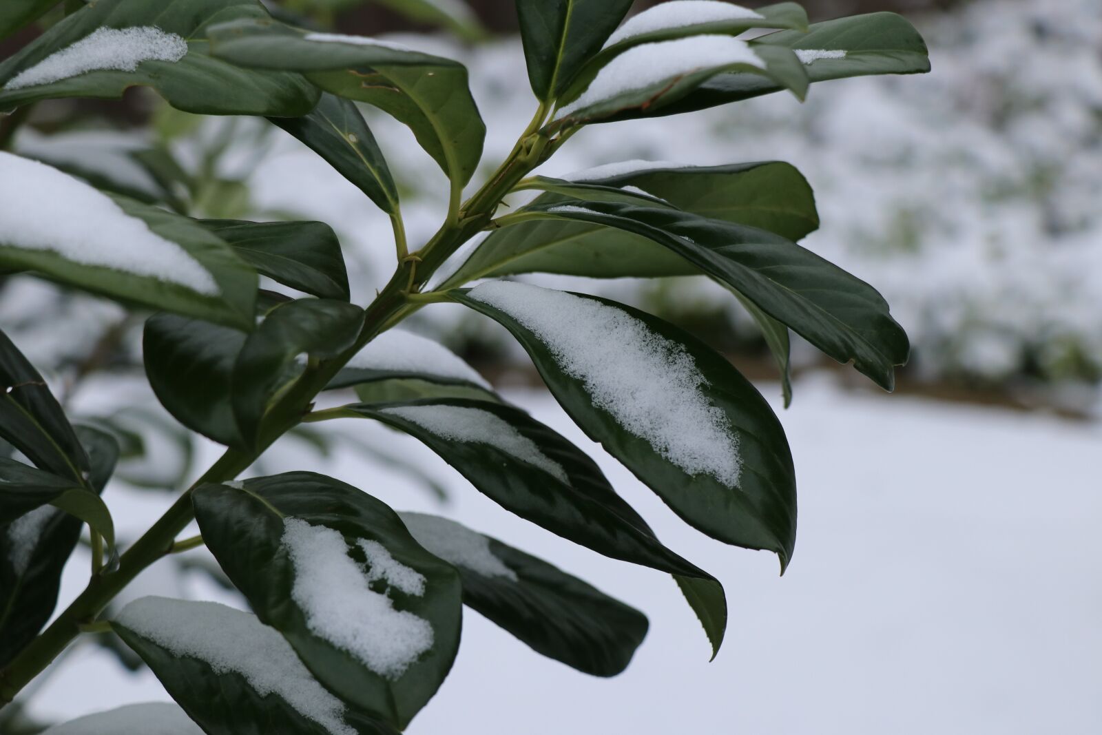 Canon EF-S 18-135mm F3.5-5.6 IS USM sample photo. Shrub, nature, garden photography