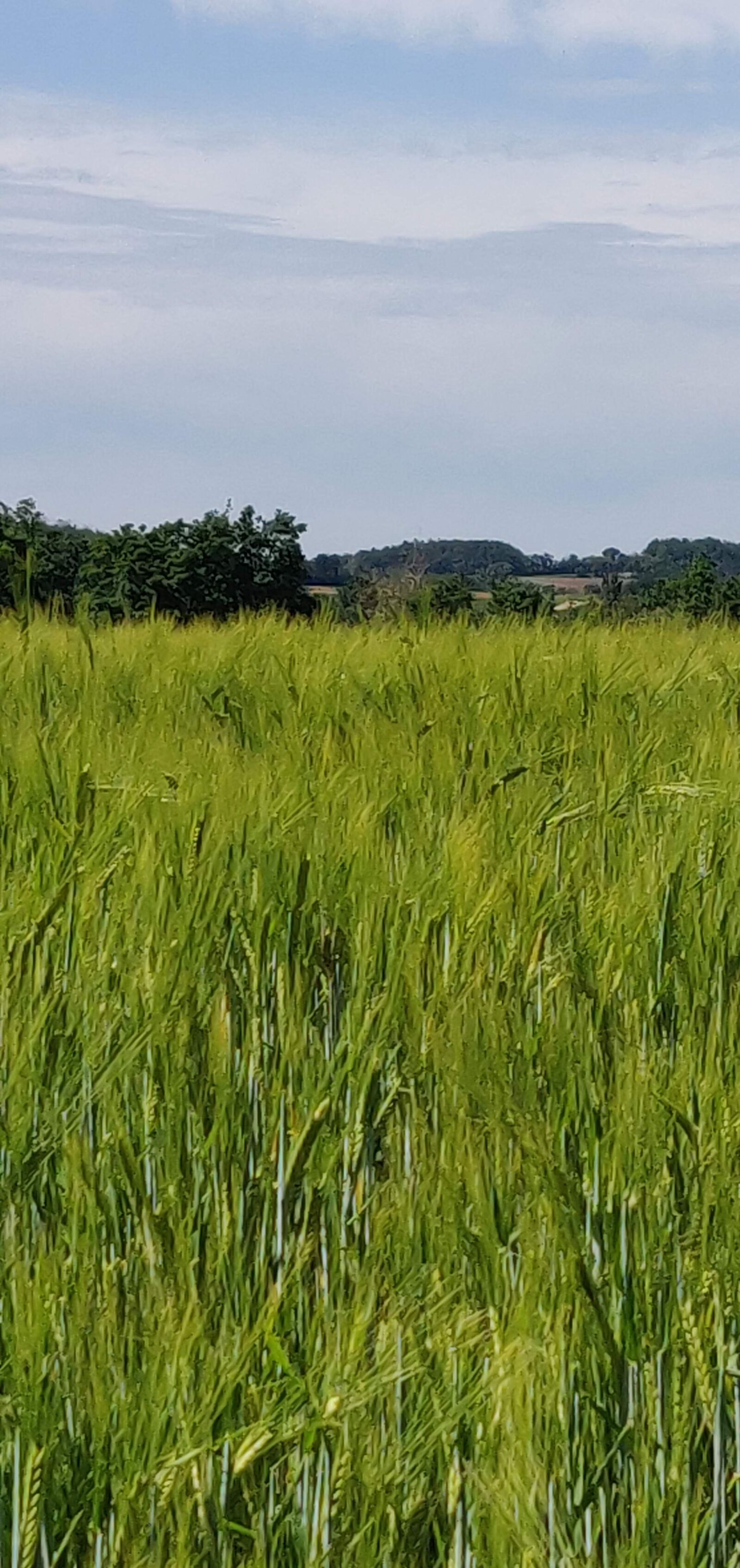 OnePlus 6 sample photo. Field, wheat, green photography