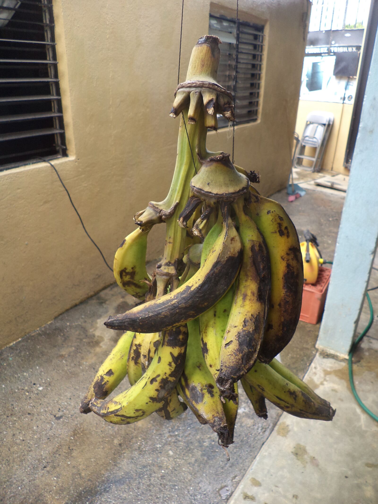 Sony DSC-W620 sample photo. Cluster of banana, musa photography