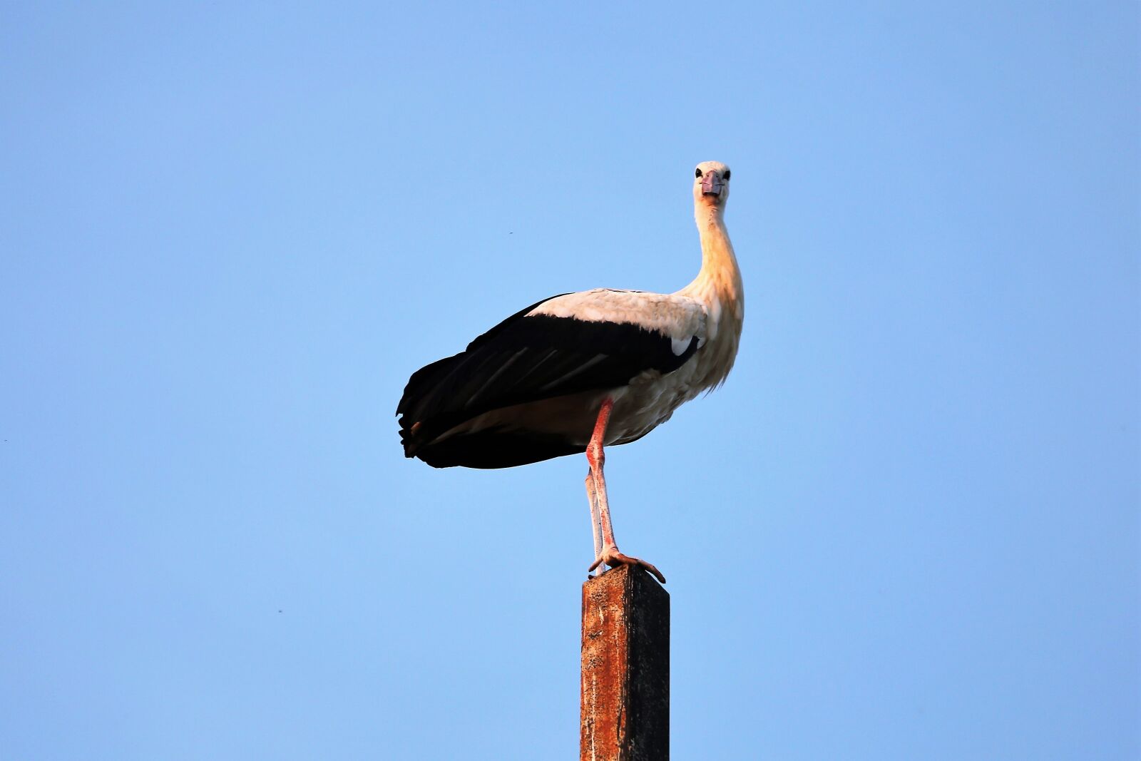 Canon EF 70-300 F4-5.6 IS II USM sample photo. Stork, bird, animal photography