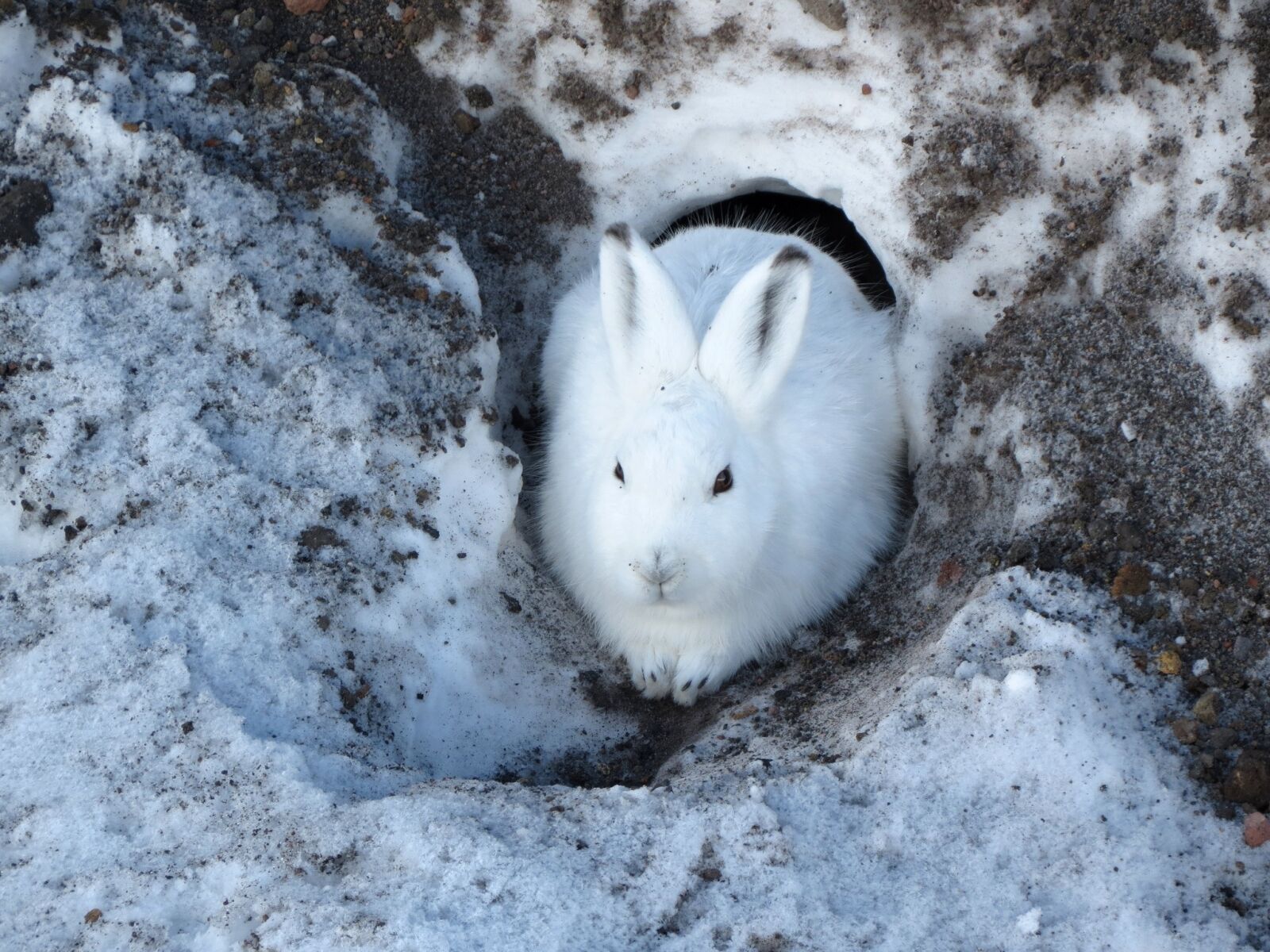 Canon PowerShot SX40 HS sample photo. Hare, whitey, animal photography