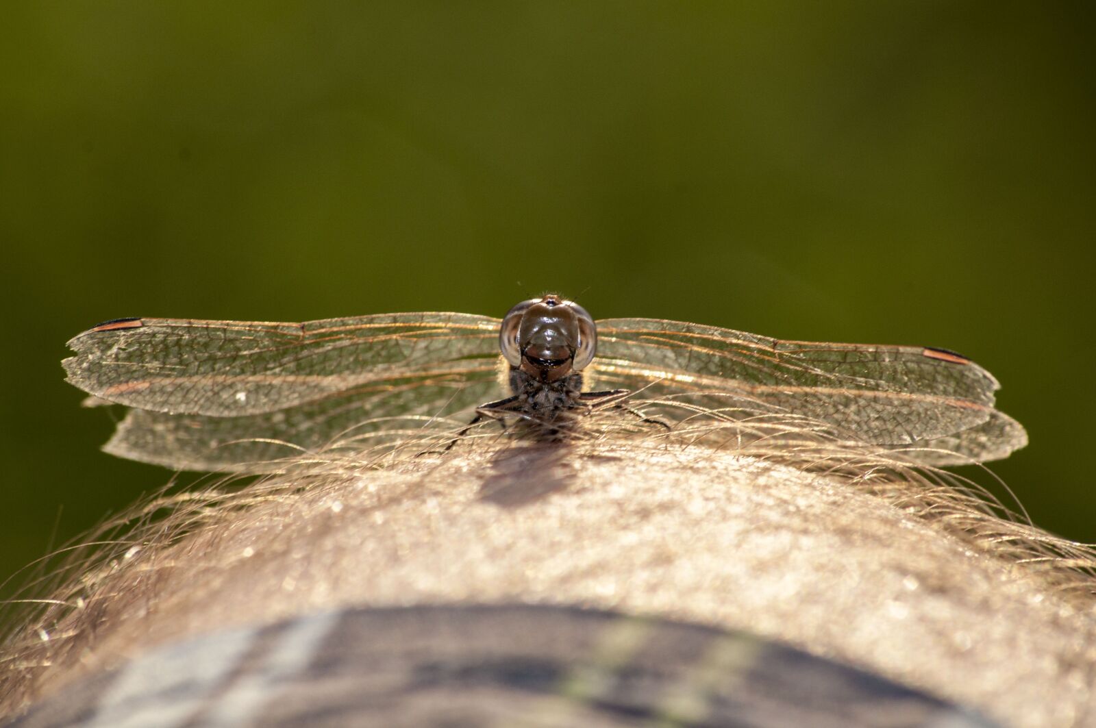 Nikon D5000 sample photo. Dragonfly, nature, insect photography