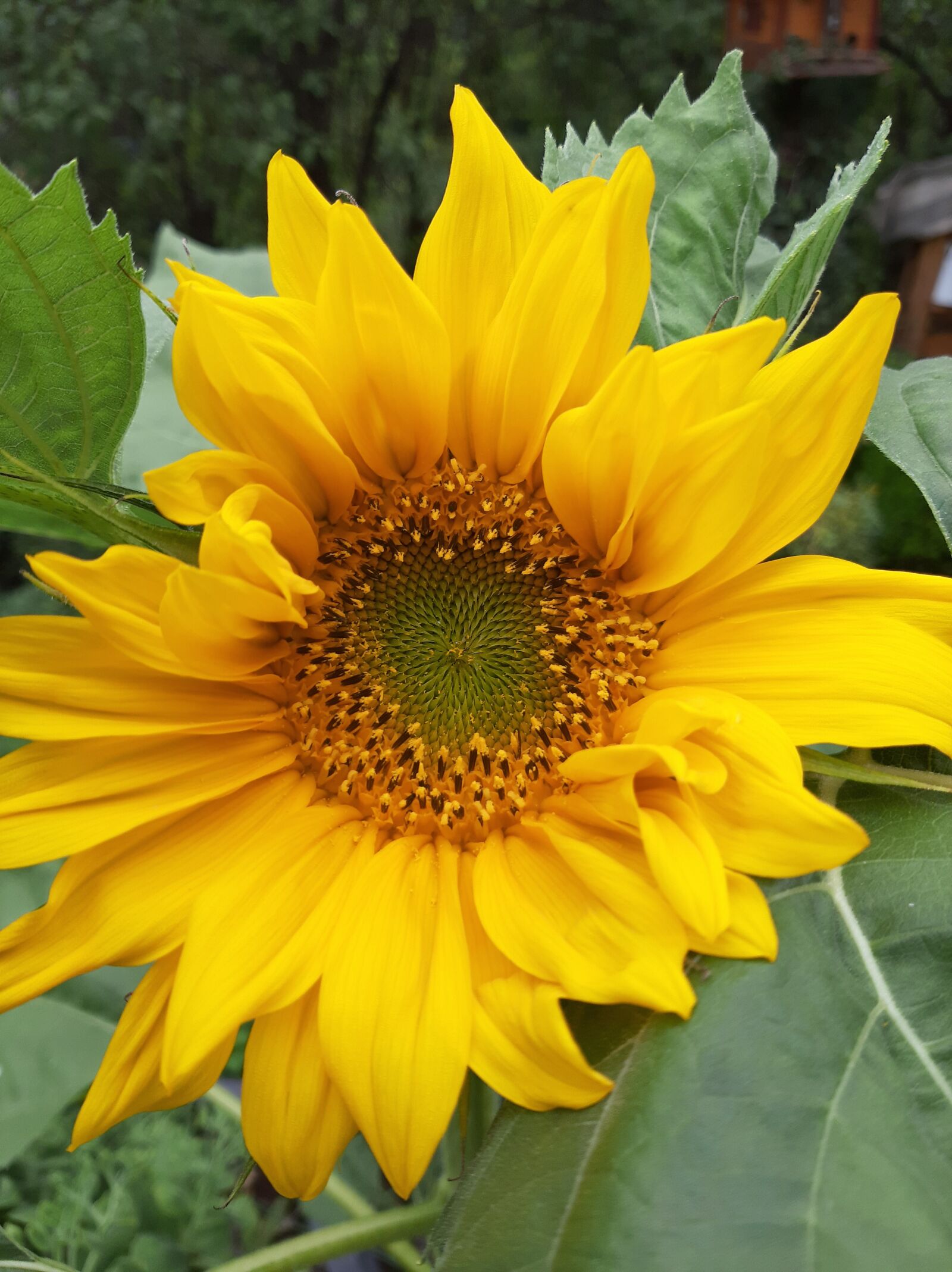 Samsung Galaxy A50 sample photo. Sunflower, flower, summer photography