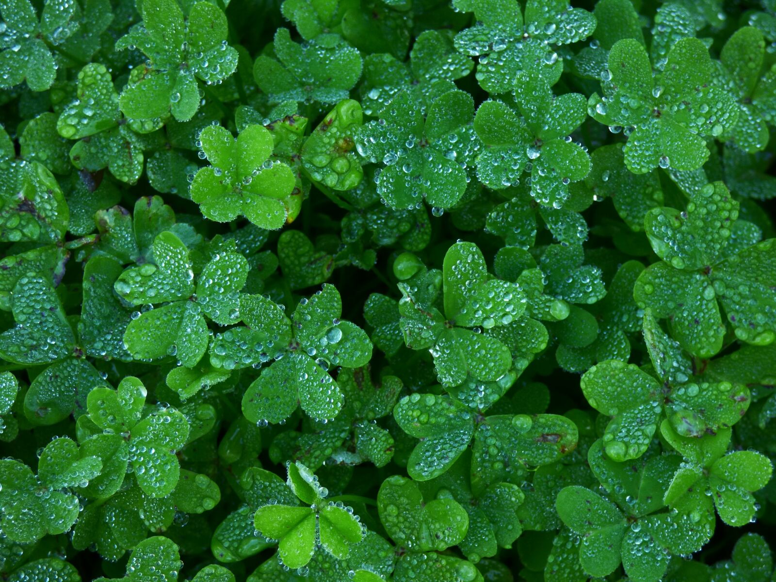 Panasonic DMC-FZ72 sample photo. Clover, garden, green photography