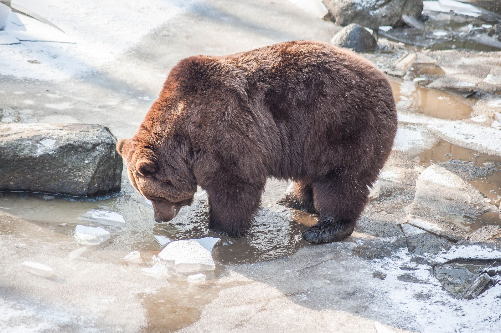 Nikon D700 sample photo. Brown bear, winter, ice photography