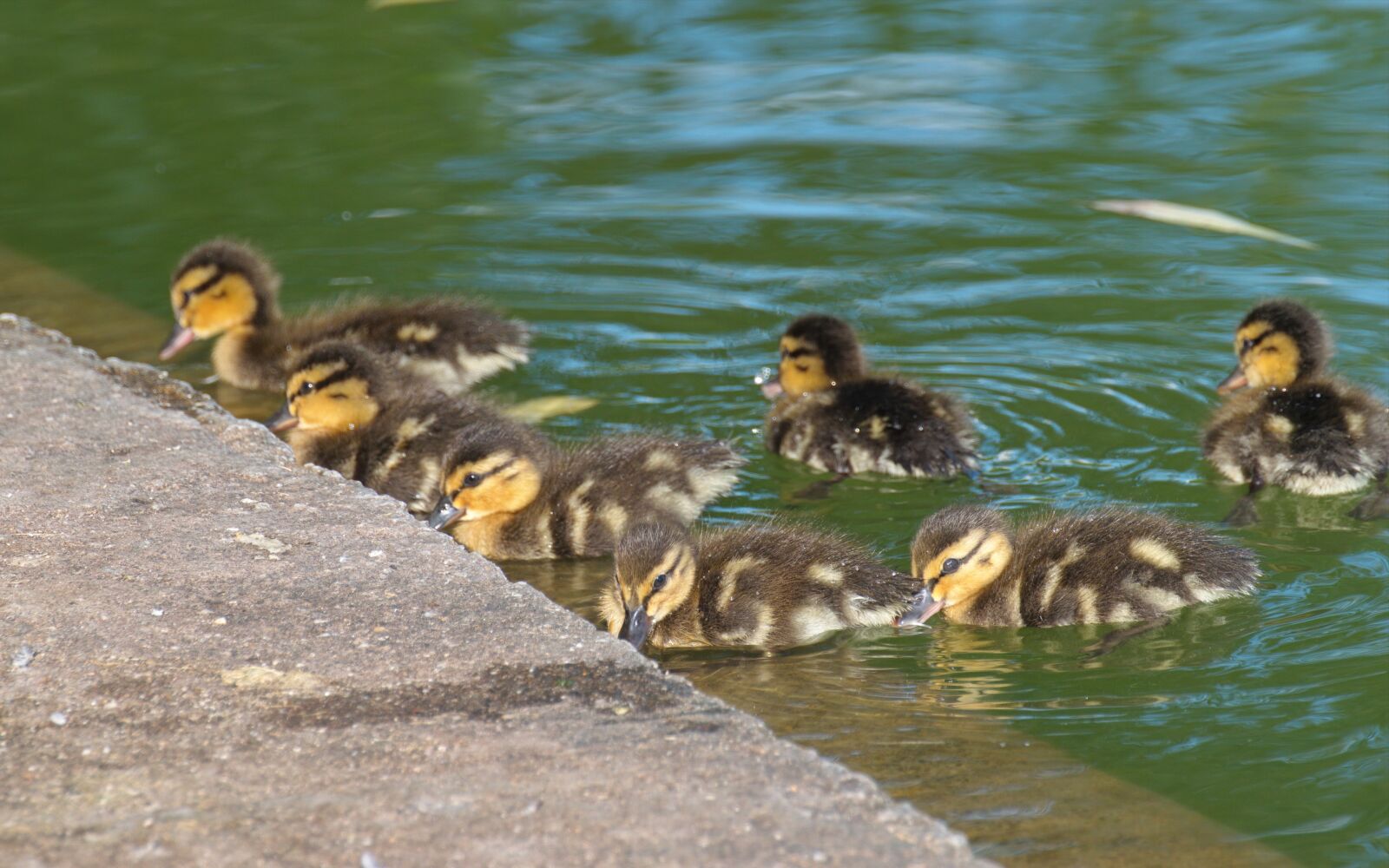 Nikon D5300 sample photo. Check out the chicks photography