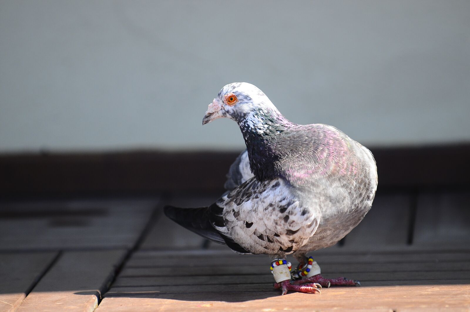 Nikon D300 sample photo. Pigeon, bird, animal photography