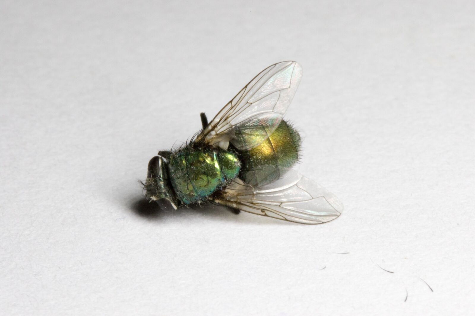 Canon EOS 7D Mark II sample photo. Fly, dead, green photography
