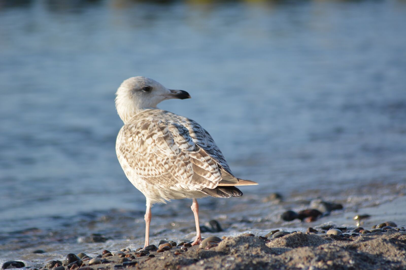 Nikon D5200 sample photo. Bird, animal world, nature photography