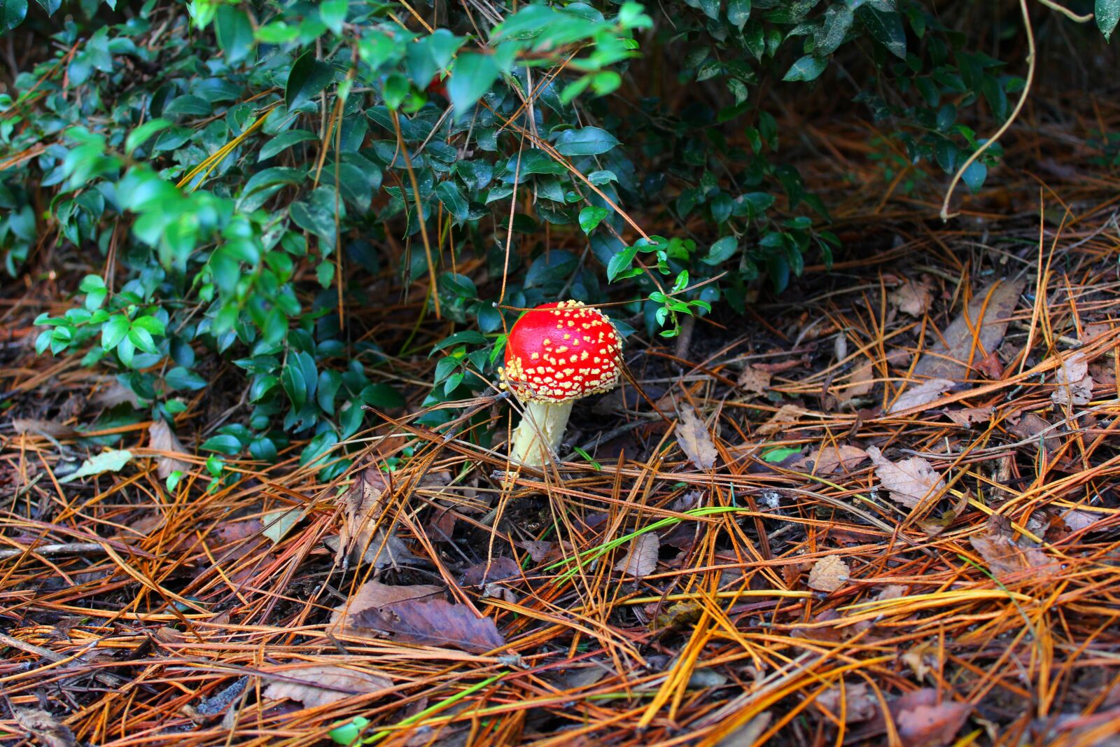Canon EOS 1200D (EOS Rebel T5 / EOS Kiss X70 / EOS Hi) sample photo. Autumn, cap, color, colorful photography