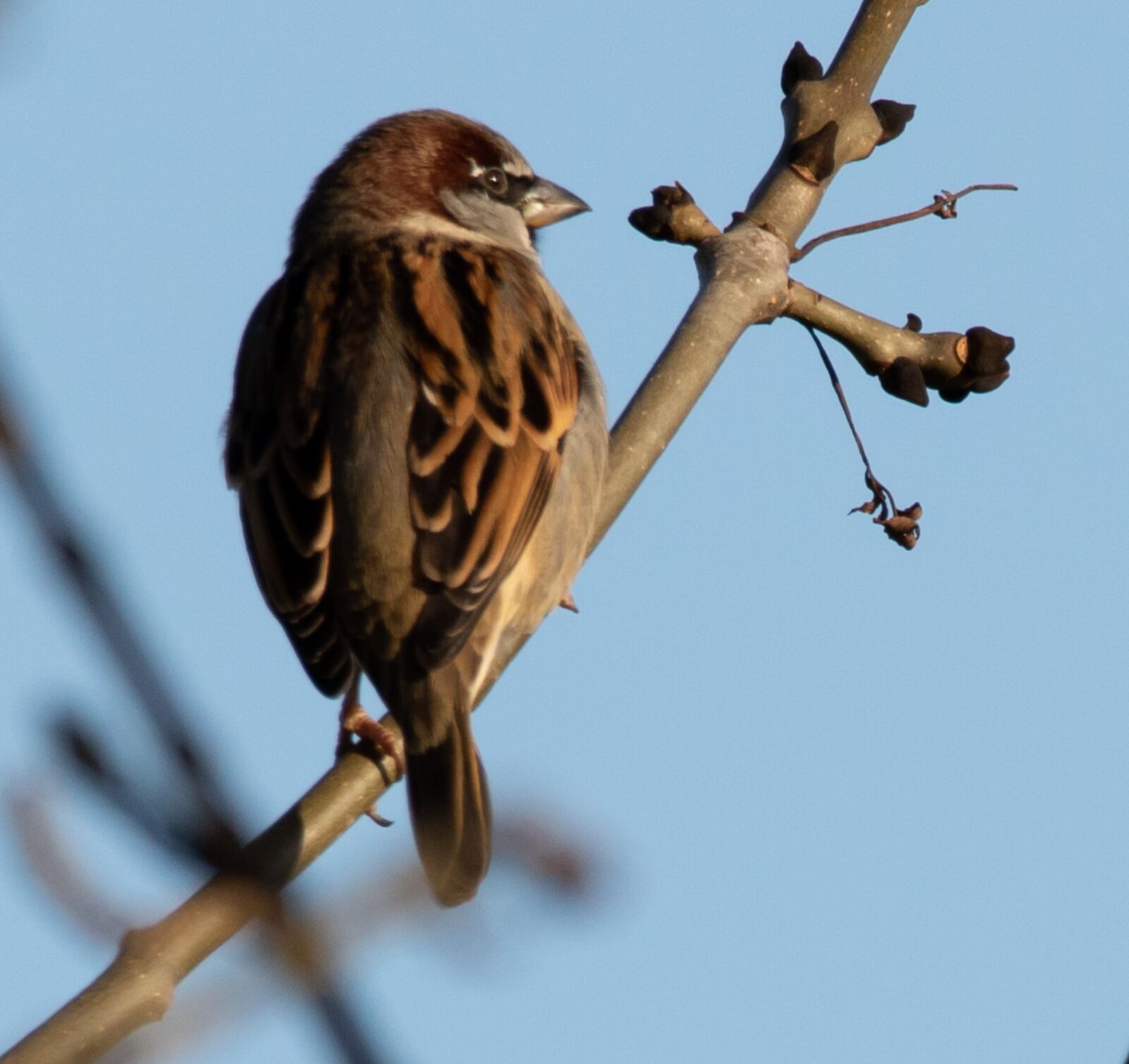 150-600mm F5-6.3 DG OS HSM | Contemporary 015 sample photo. Sparrow, hedge sparrow, garden photography