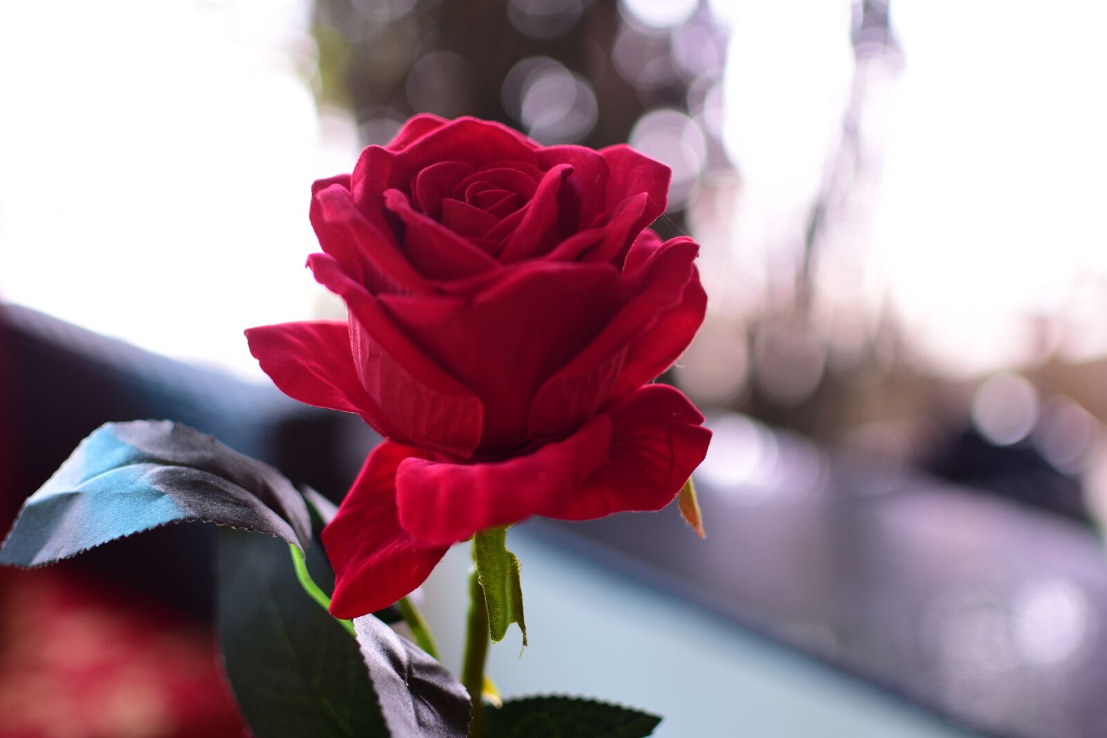 Nikon D3400 sample photo. Roses, red, nice photography