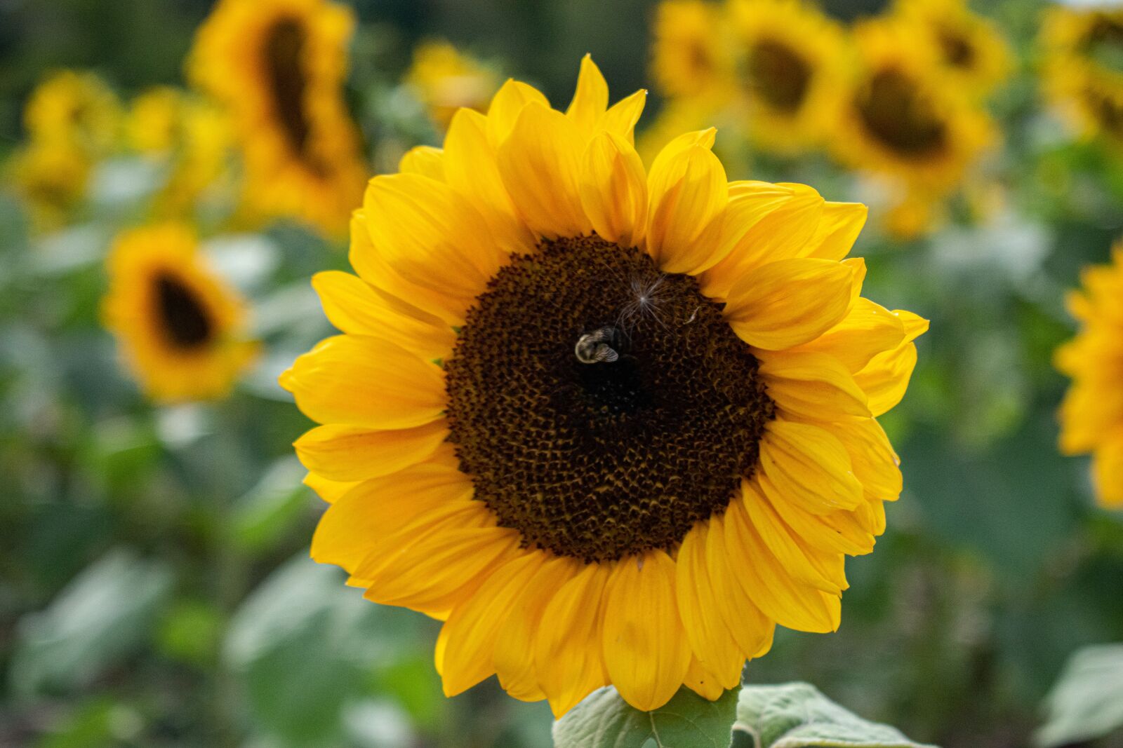 Nikon D3500 sample photo. Flower, sunflower, n photography