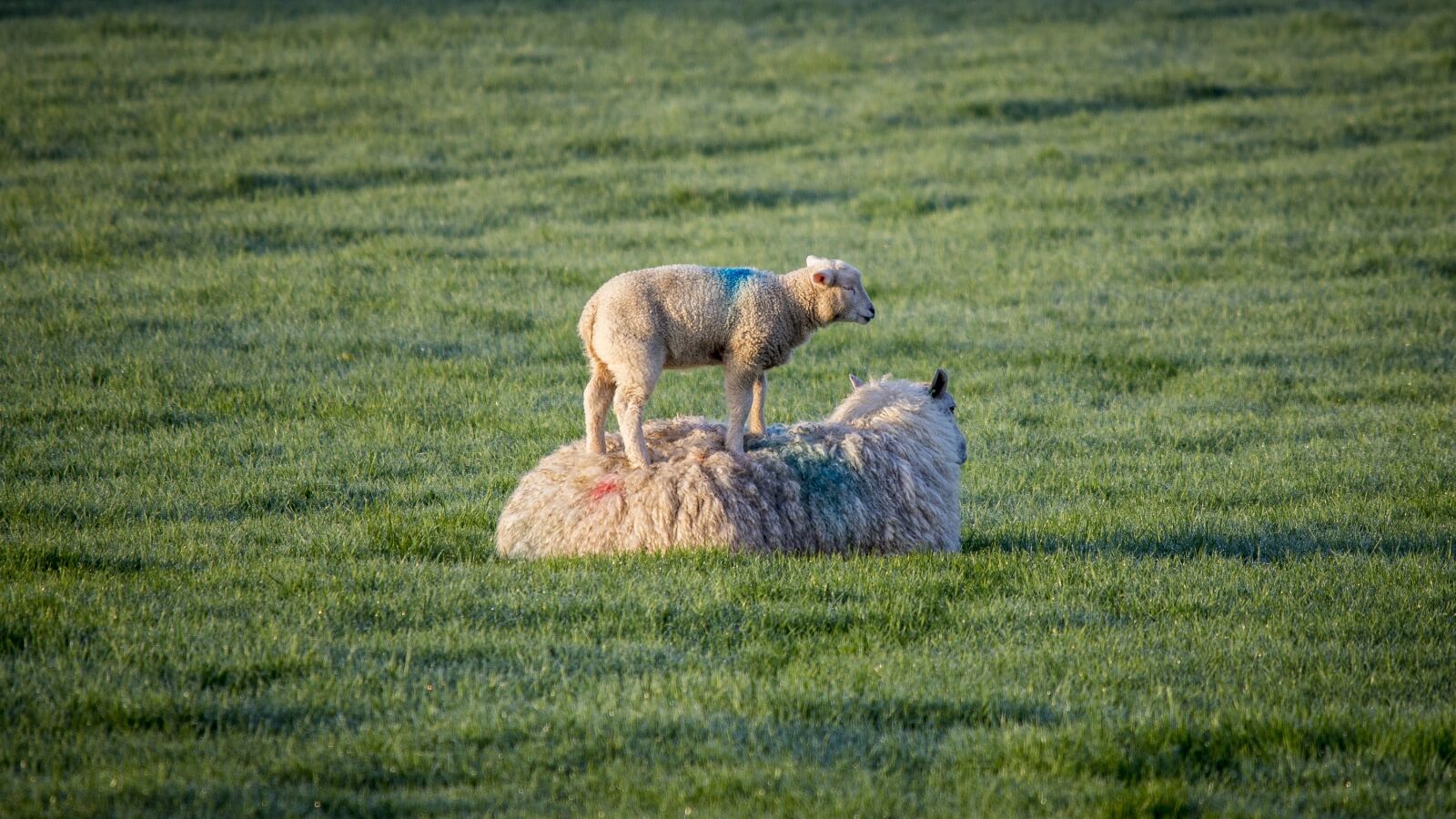 Nikon D600 sample photo. Sheep, lambs, ewe photography