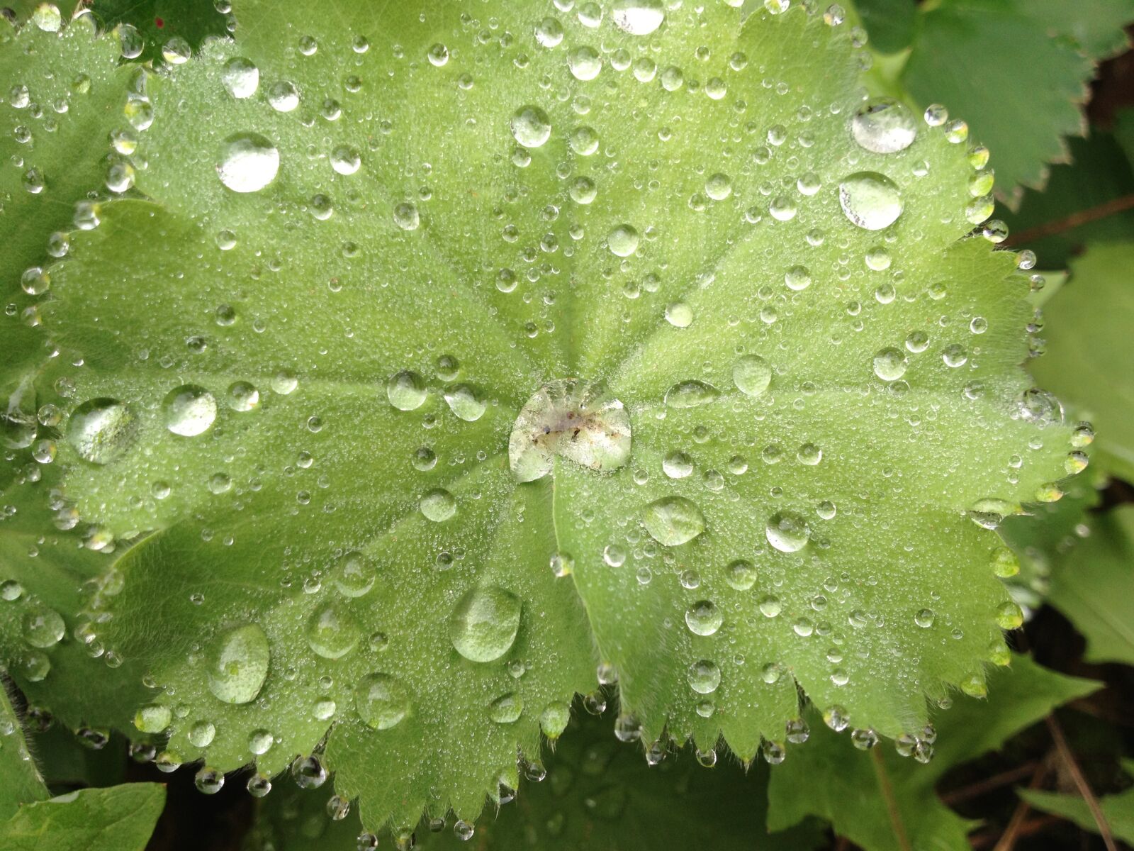 Apple iPhone 4S sample photo. Nature, drop, sheet photography