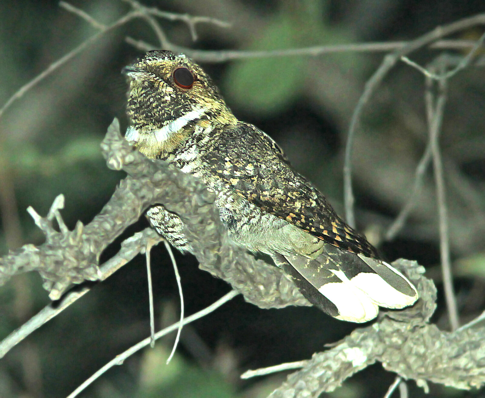 Canon EF 300mm F4L IS USM sample photo