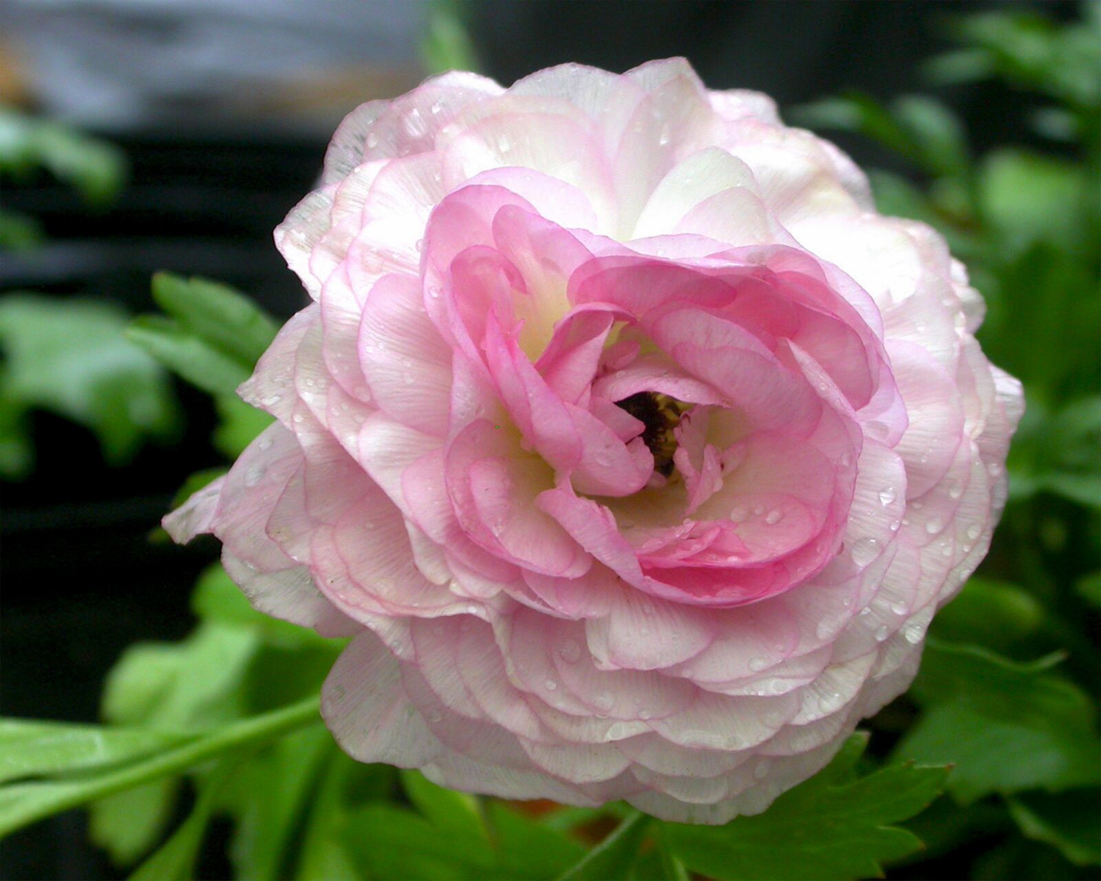 Nikon E4500 sample photo. Flower, pink dew, soft photography