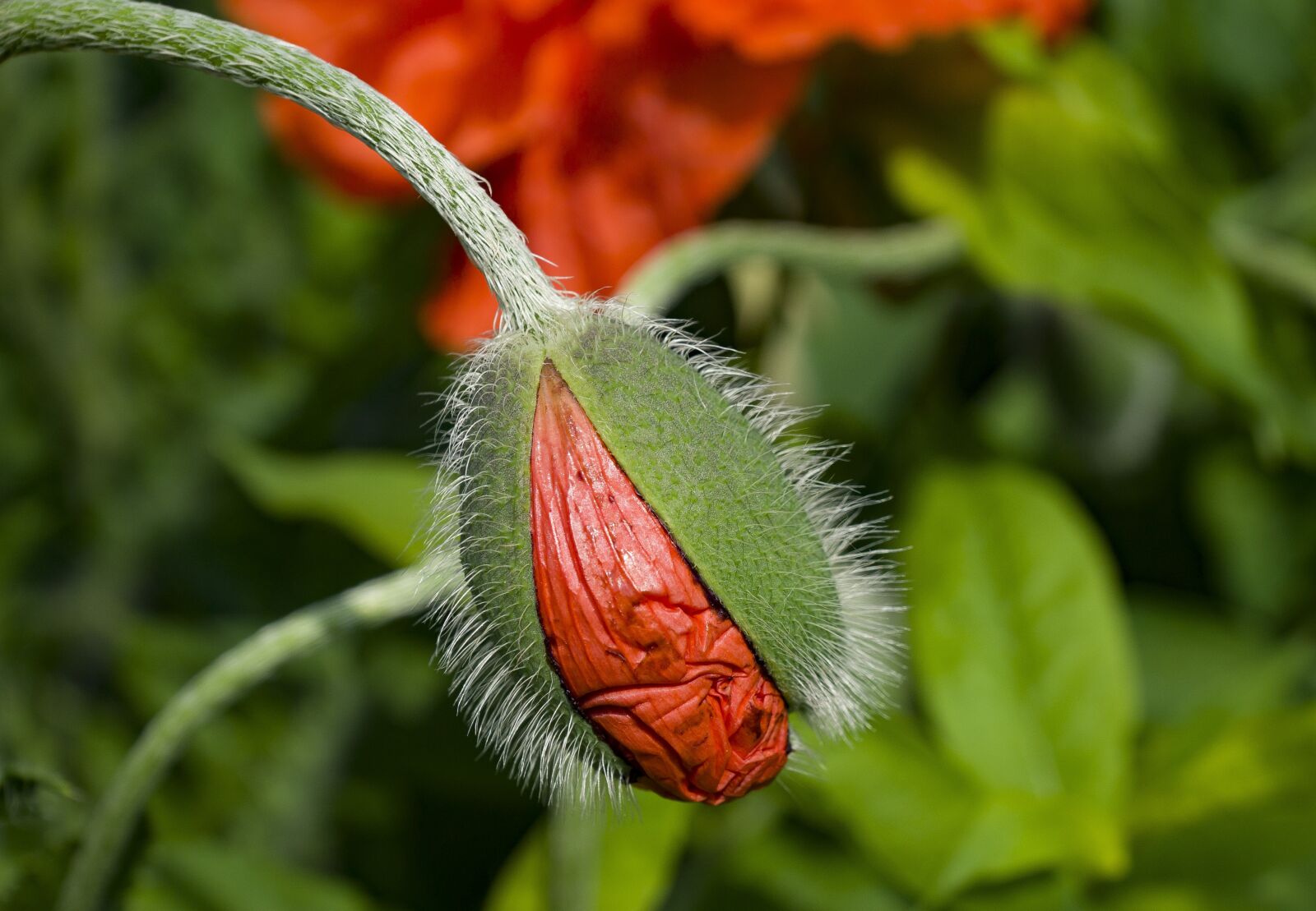 Sony SLT-A77 + Sony DT 16-50mm F2.8 SSM sample photo. Poppy, klatschmohn, poppy flower photography