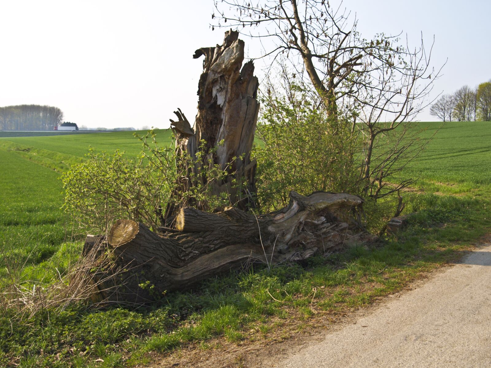 Olympus E-420 (EVOLT E-420) sample photo. Tree, tribe, dead plant photography