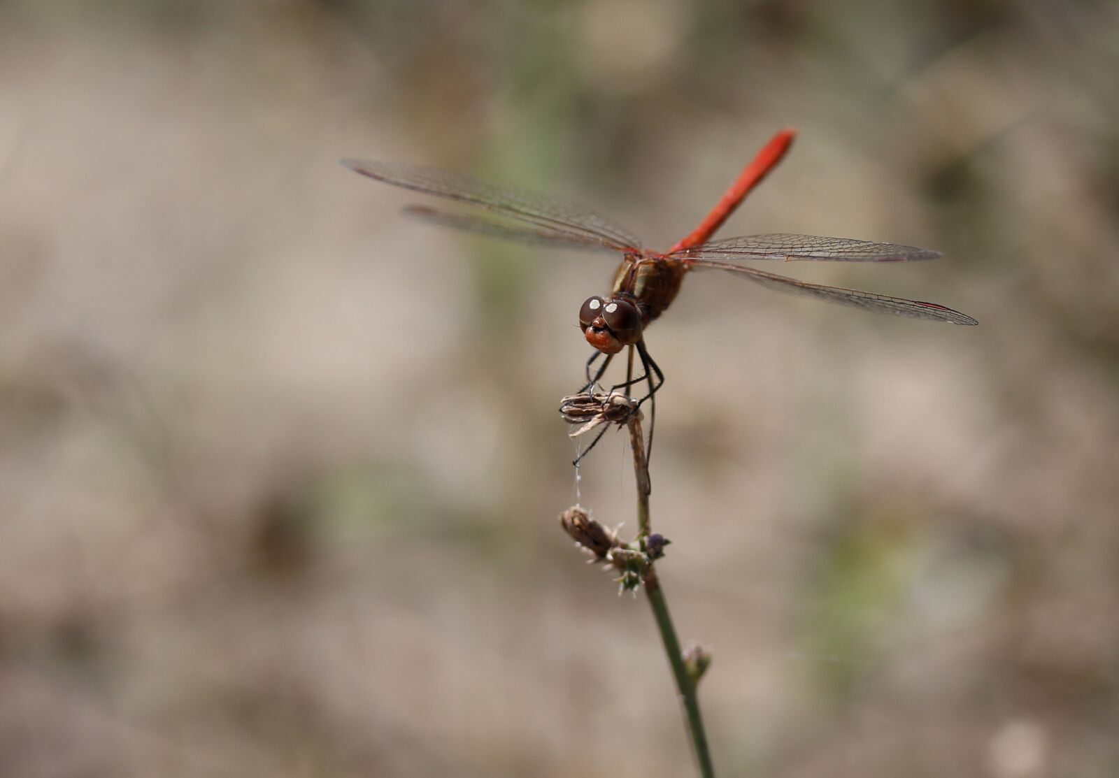 Canon EF-S 60mm F2.8 Macro USM sample photo. Dragonfly, red, wings photography