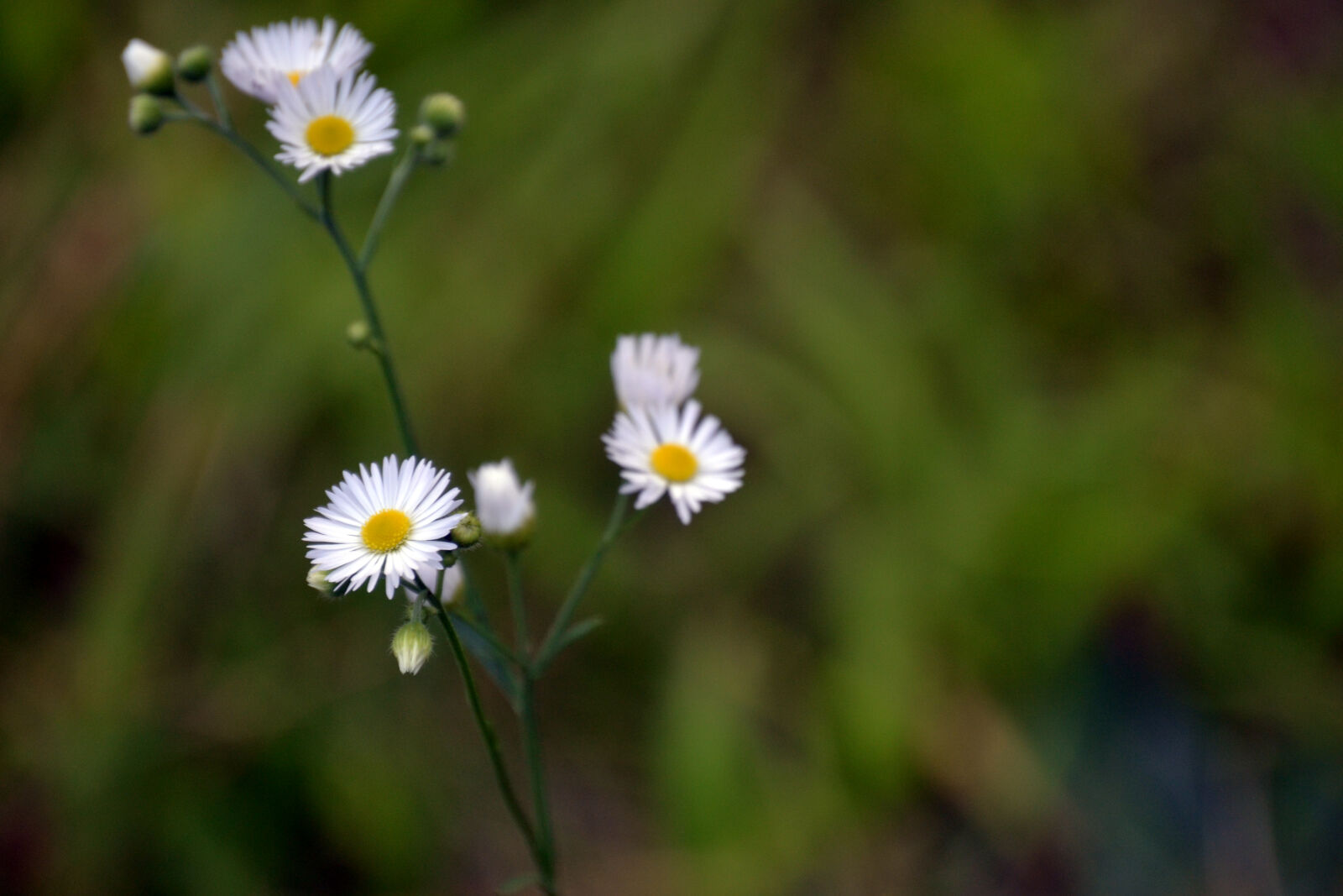 Nikon D3100 sample photo. Daisies, flowers, nature, small photography
