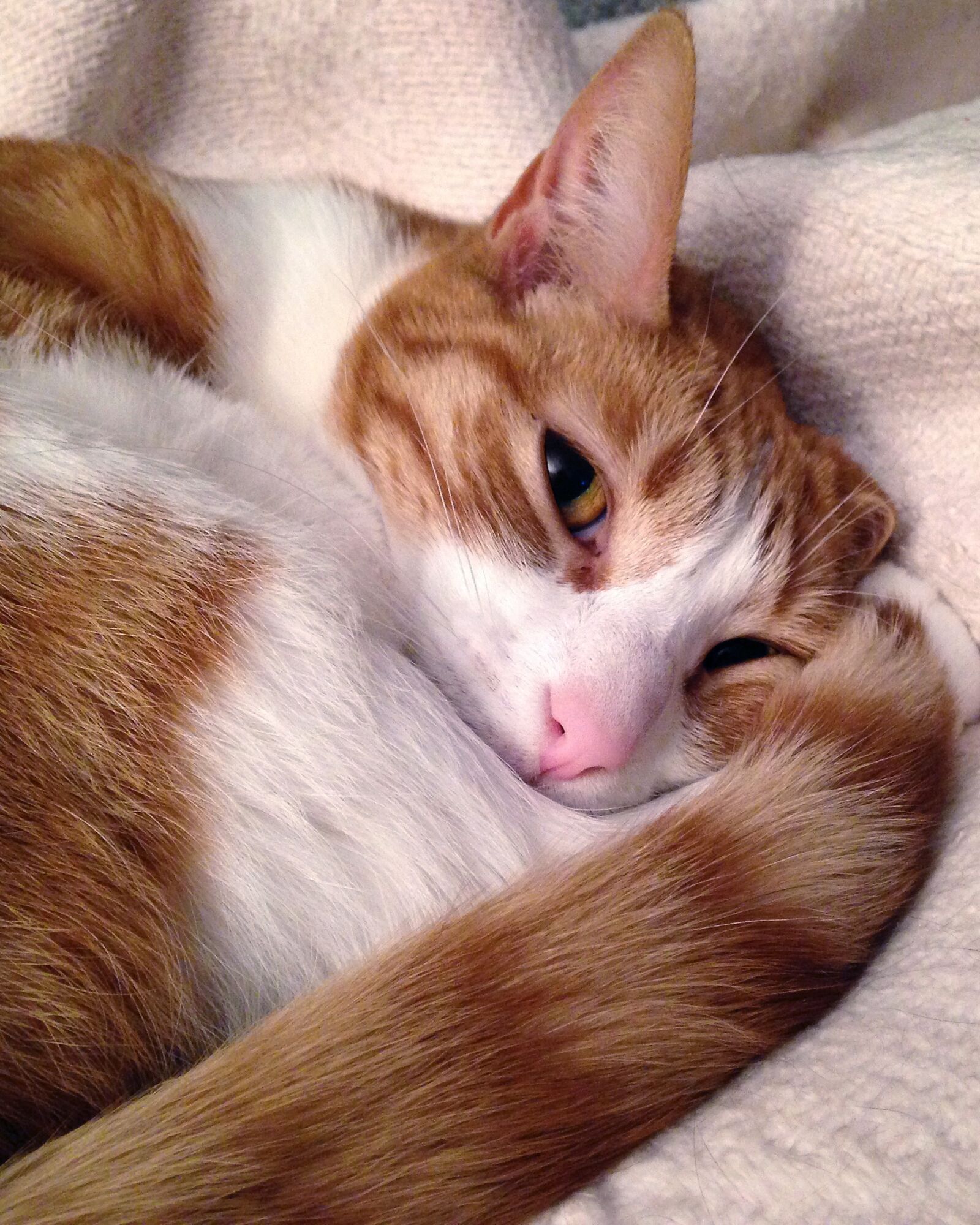 iPhone 5c back camera 4.12mm f/2.4 sample photo. Cat, striped, red fur photography