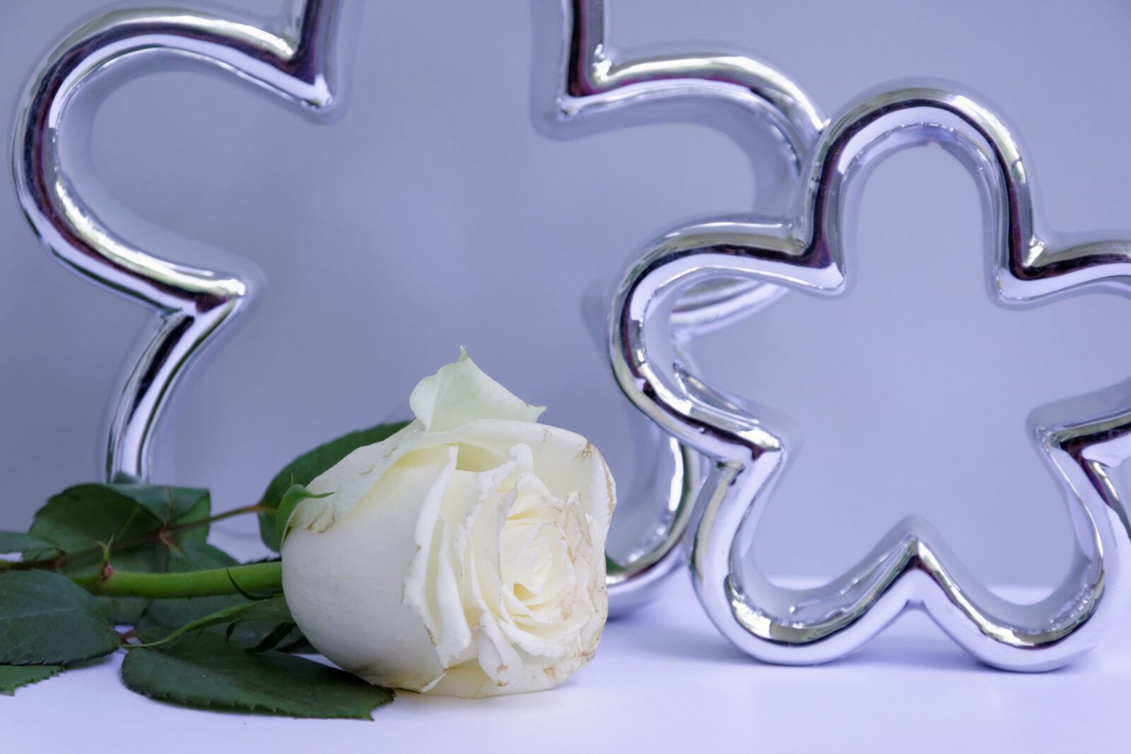 Nikon D5300 sample photo. Rose, white, deco photography