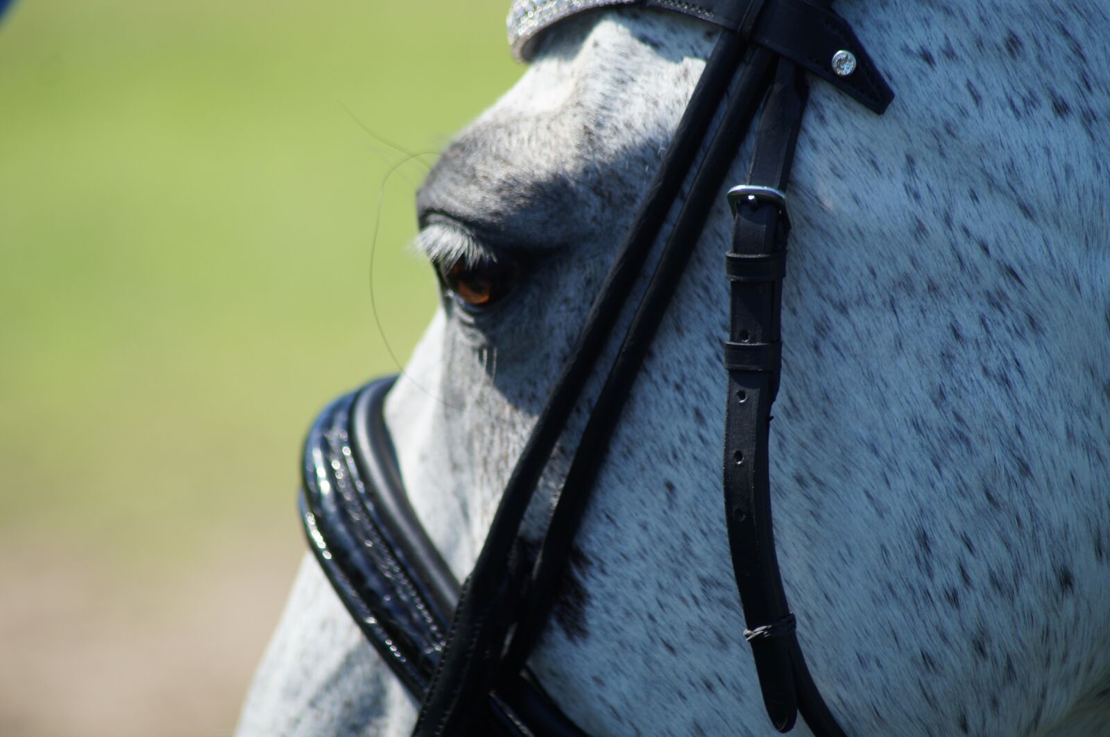 Sony SLT-A37 sample photo. Horse, bridle, dressage photography