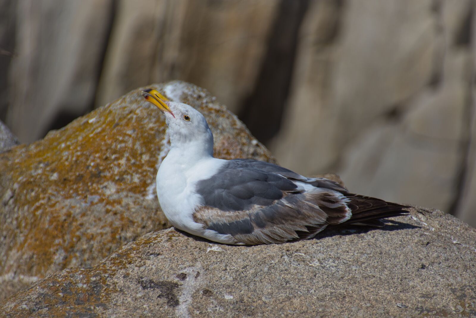 Nikon D7200 sample photo. Seagull, bird, nature photography
